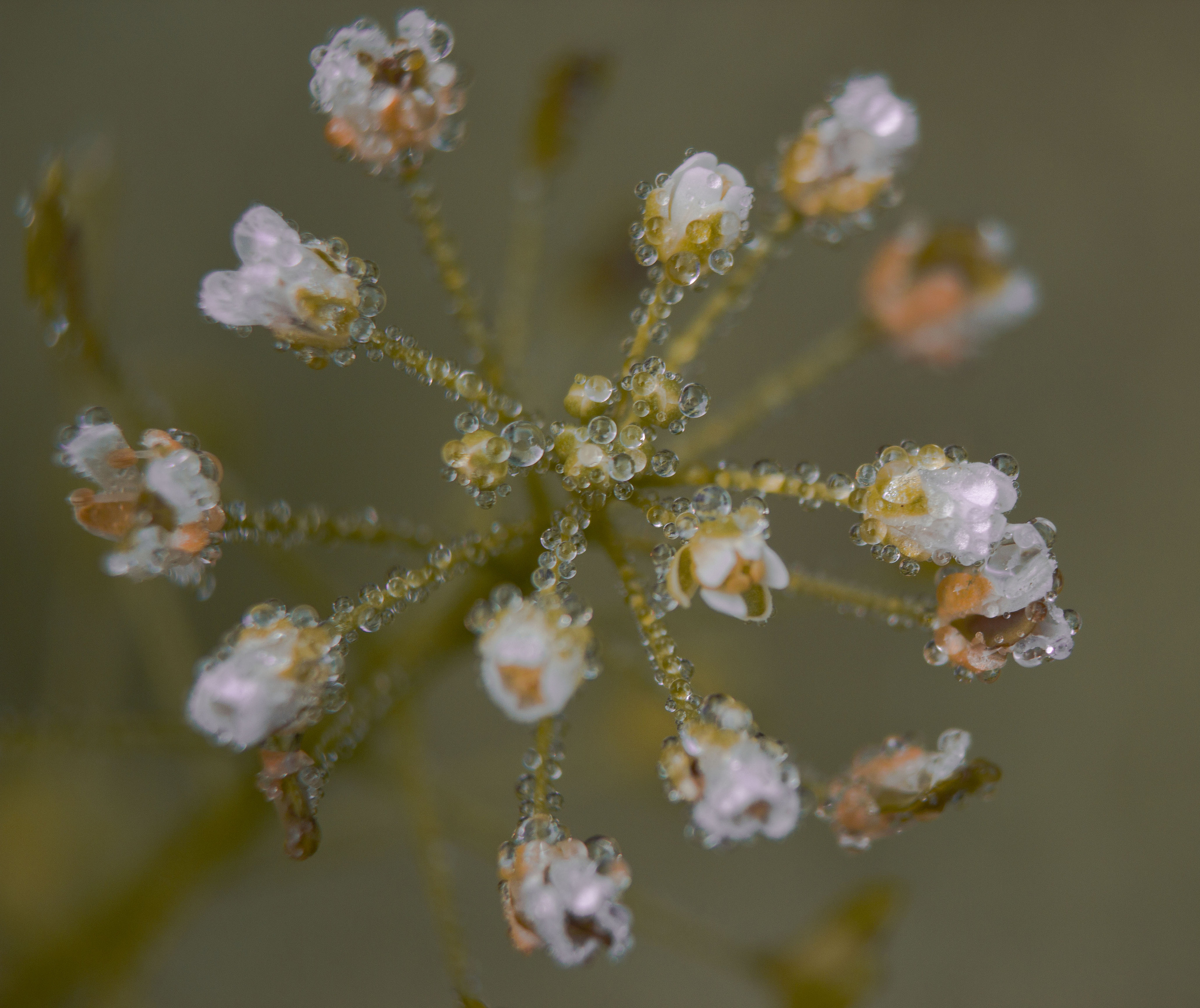 Природное. Обо всём