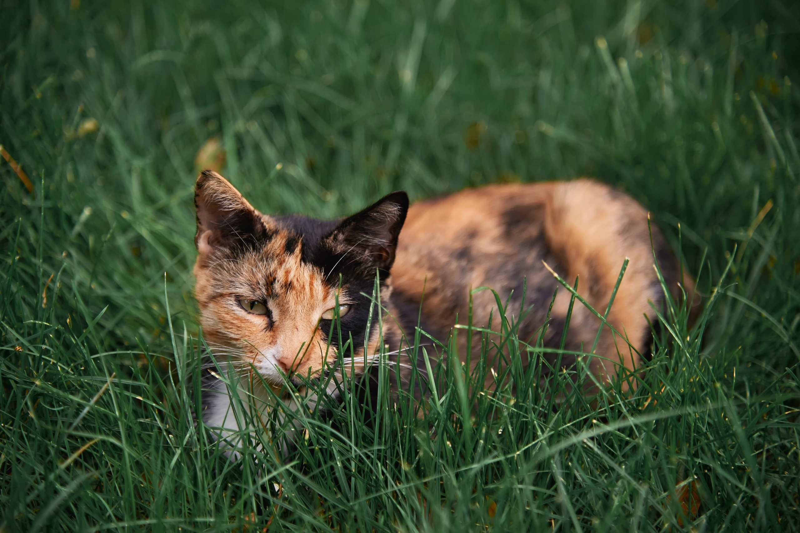 Свадьба в Усадьбе Фамилии. Фото и видео Twins Studio. ТВИНС СТУДИО — лучшие свадебные фотографы и видеографы в Краснодаре