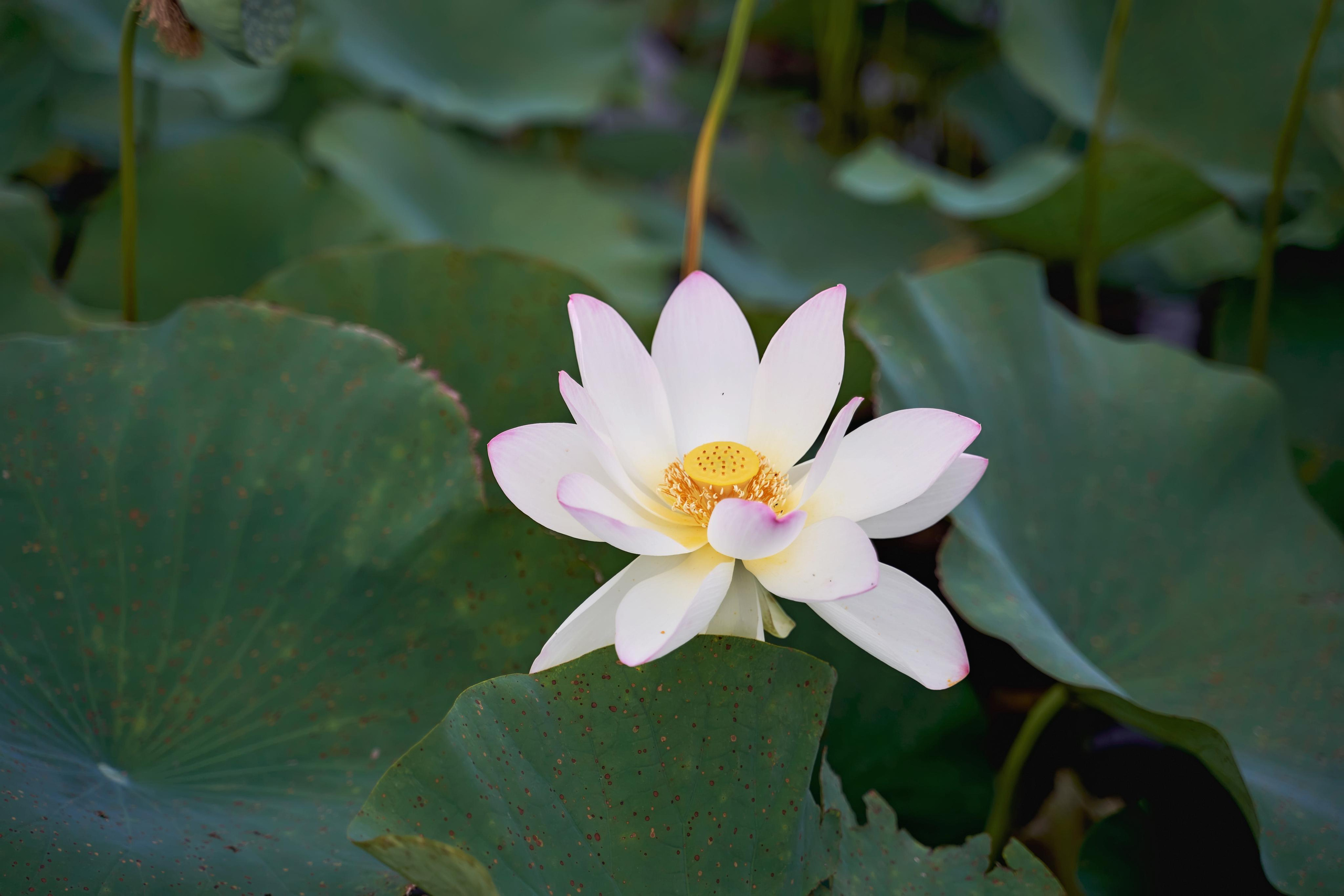 Свадьба в Усадьбе Фамилии. Фото и видео Twins Studio. ТВИНС СТУДИО — лучшие свадебные фотографы и видеографы в Краснодаре