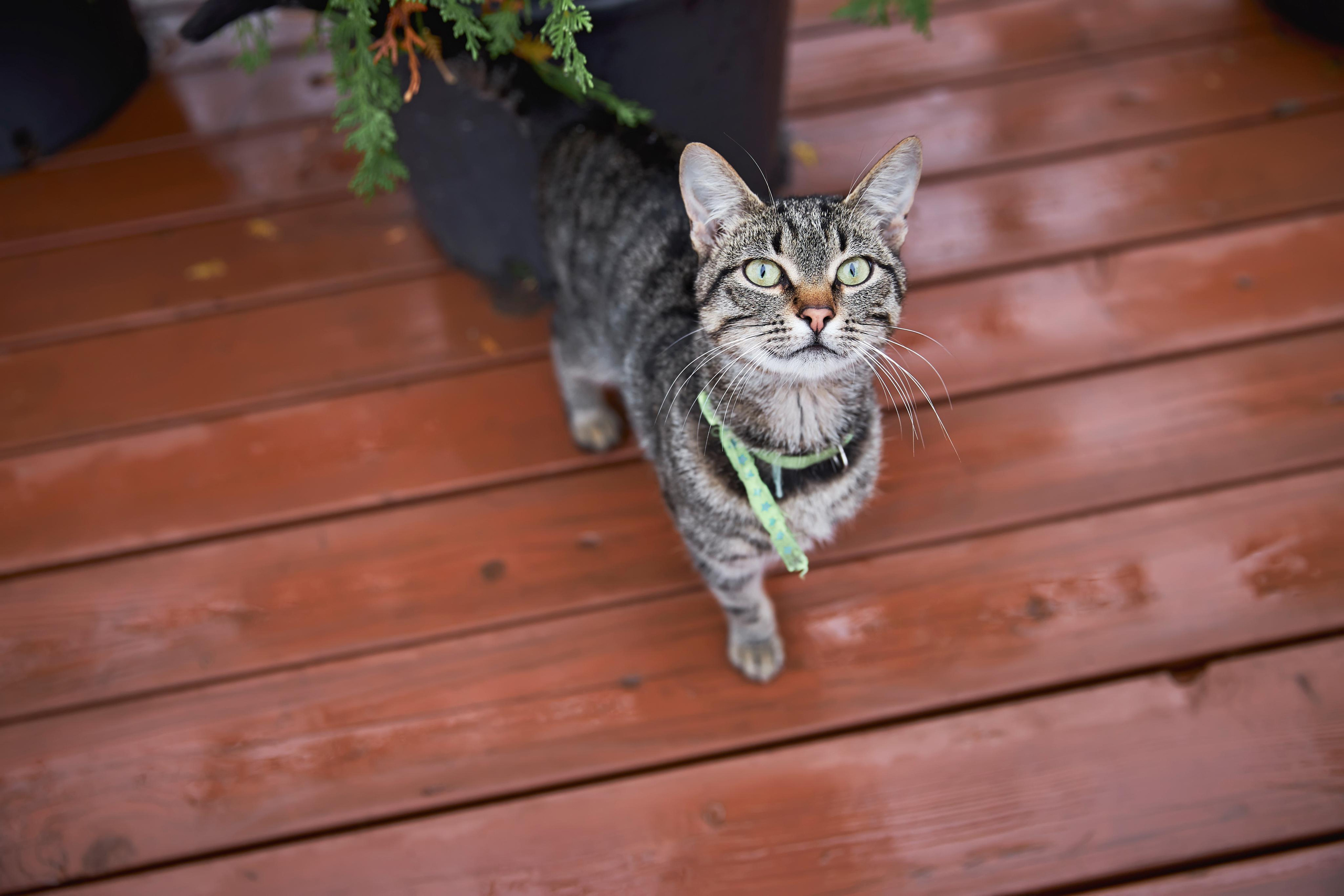 Свадьба в Красной Поляне от TWINS STUDIO в окружении гор. ТВИНС СТУДИО — лучшие свадебные фотографы и видеографы в Краснодаре