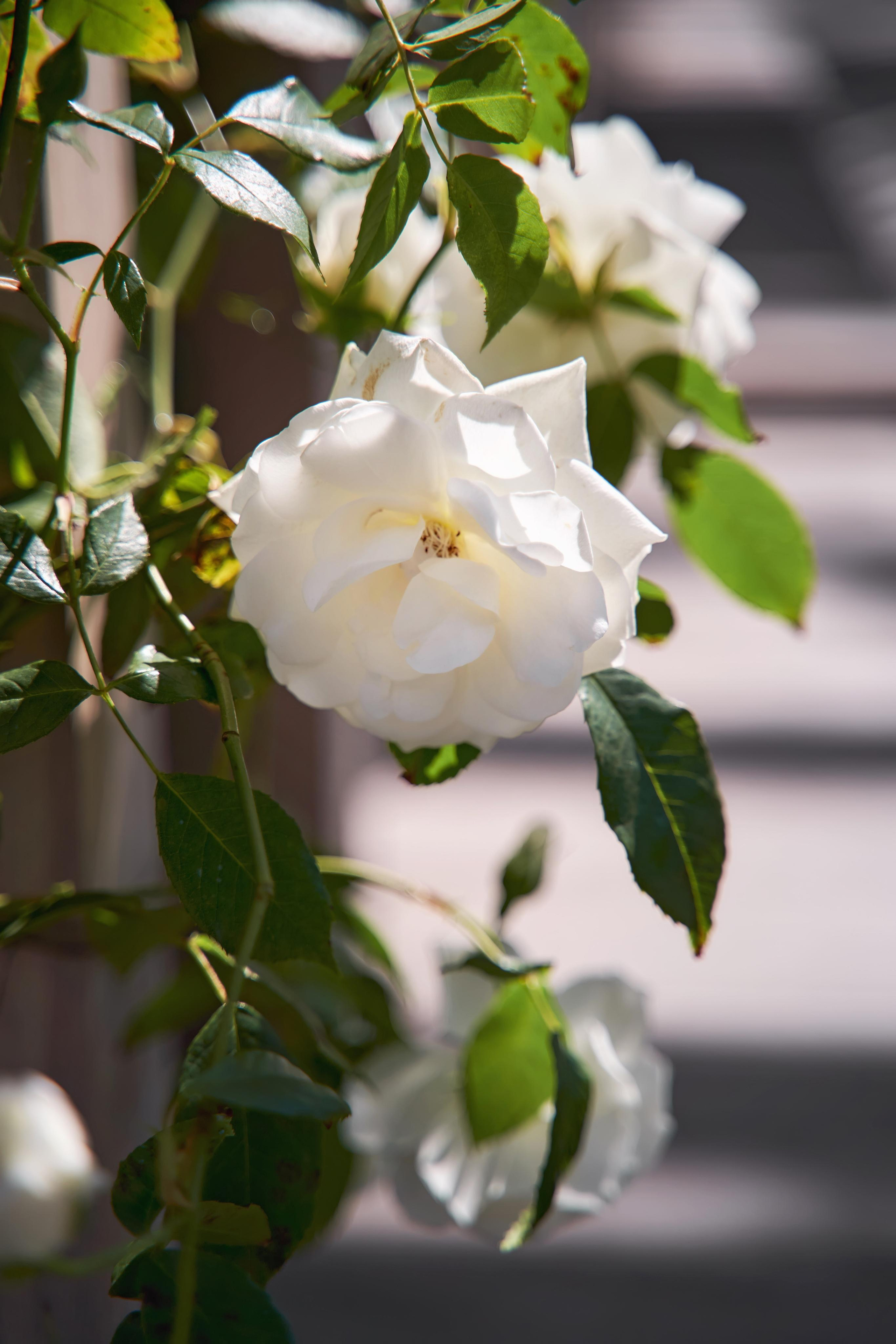 Камерная свадьба в фотостудии, парке Галицкого и Екатерининском загсе. ТВИНС СТУДИО — лучшие свадебные фотографы и видеографы в Краснодаре