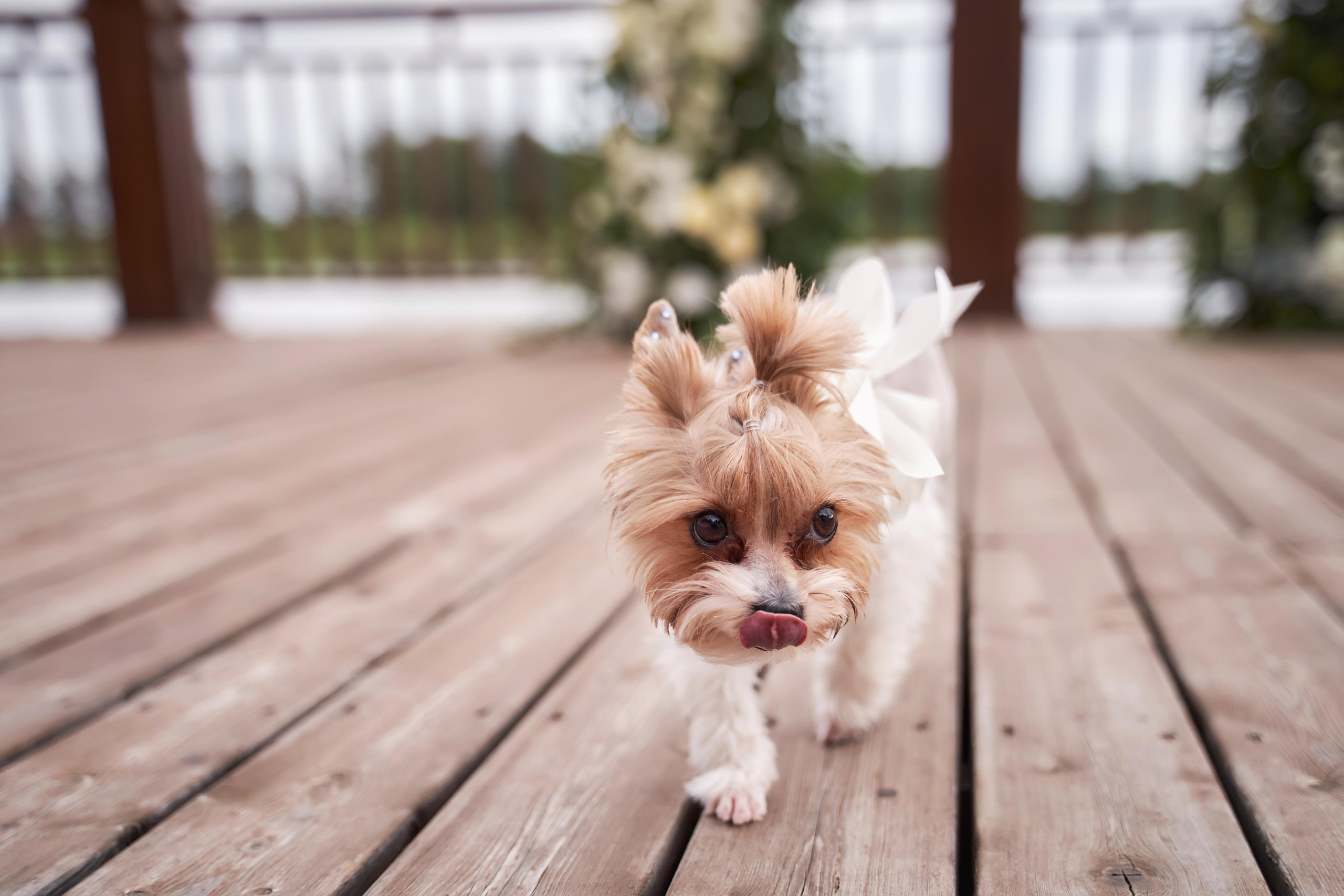 Свадьба в Усадьбе Фамилии. Фото и видео Twins Studio. ТВИНС СТУДИО — лучшие свадебные фотографы и видеографы в Краснодаре