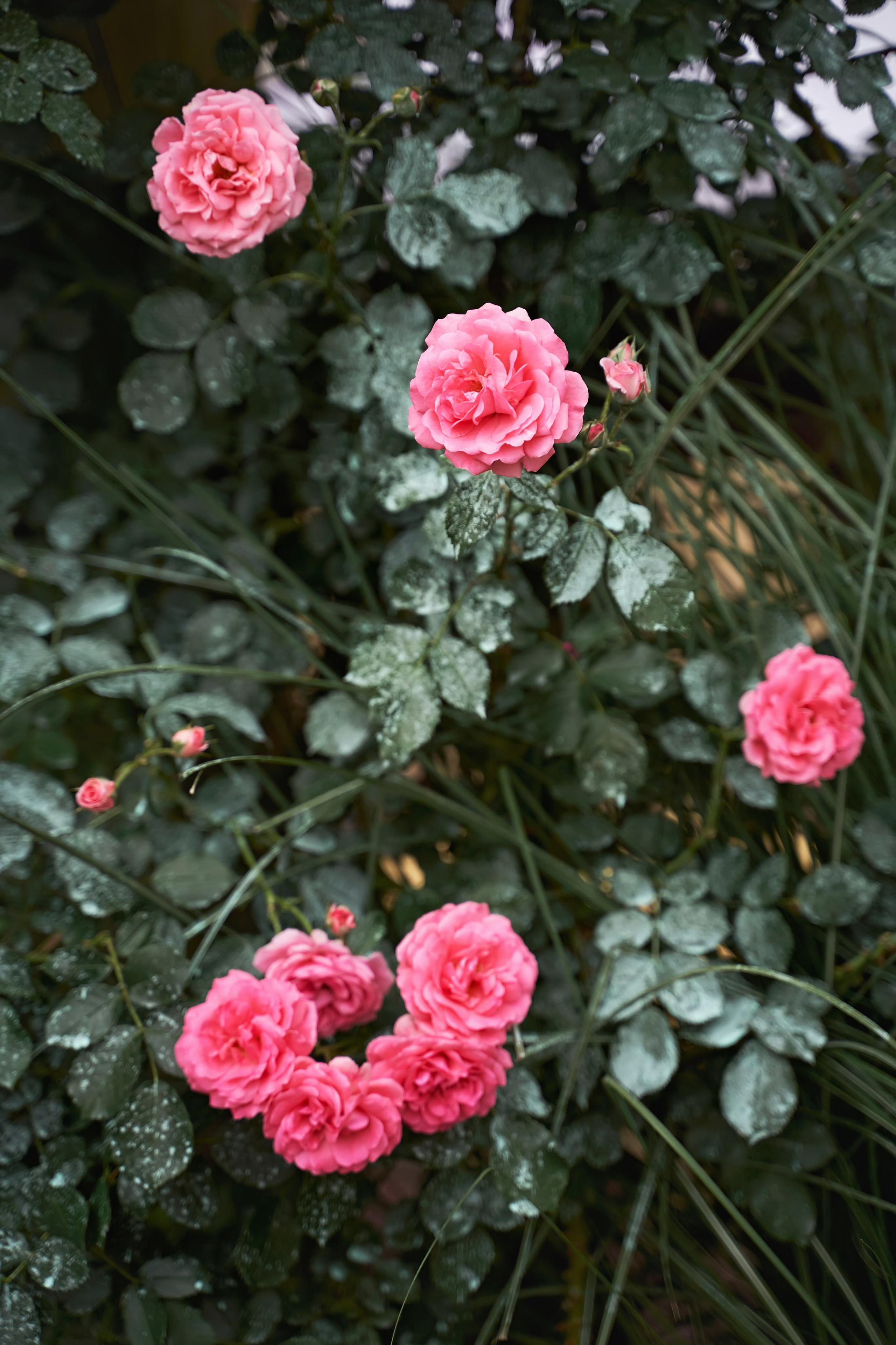 «Гол в свою жизнь» | свадьба профессионального футболиста Голубева 22. ТВИНС СТУДИО — лучшие свадебные фотографы и видеографы в Краснодаре