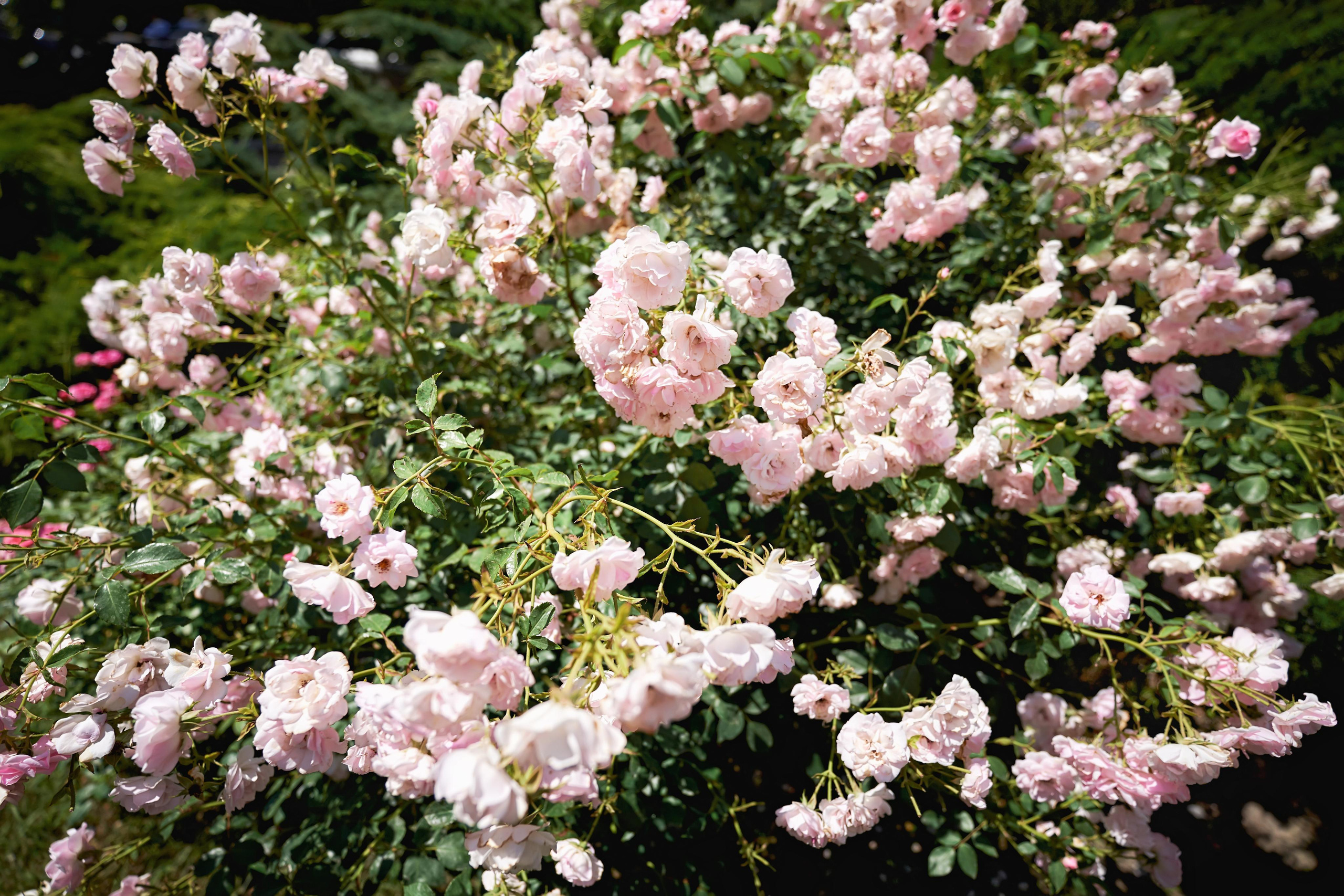 Прогулка на яхте в день свадьбы вместе с фото и видео Твинс Студио. ТВИНС СТУДИО — лучшие свадебные фотографы и видеографы в Краснодаре