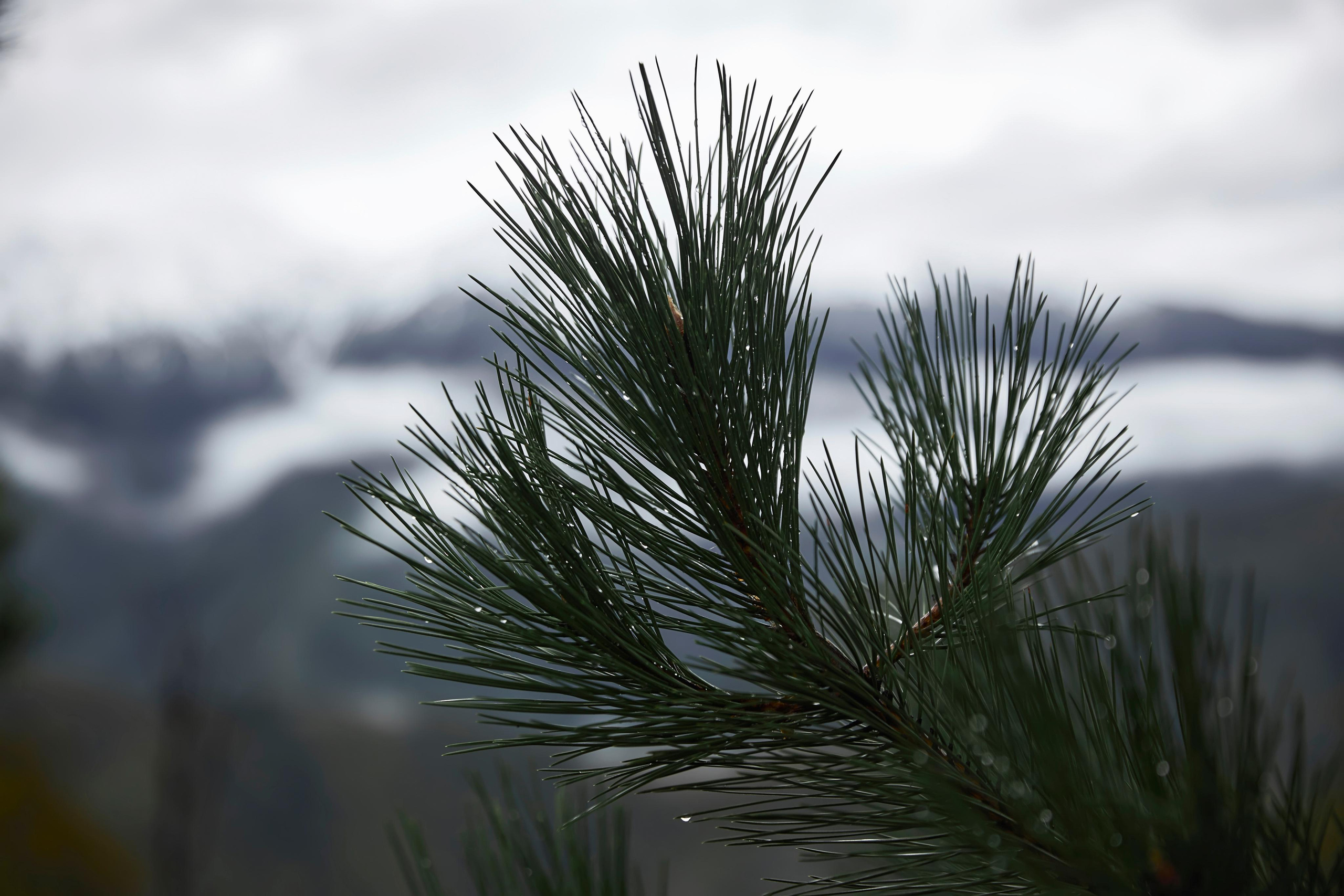 Свадьба в Красной Поляне от TWINS STUDIO в окружении гор. ТВИНС СТУДИО — лучшие свадебные фотографы и видеографы в Краснодаре