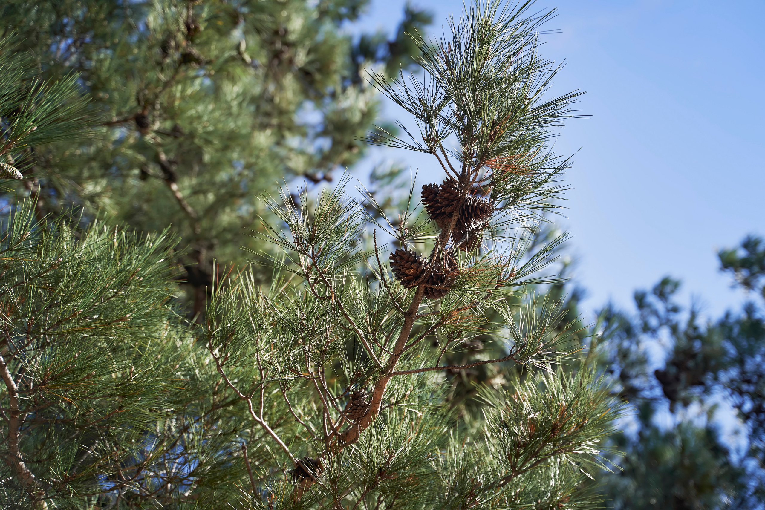 Красивая выездная регистрация в «Шато Де Талю» винодельня в Геленджике. ТВИНС СТУДИО — лучшие свадебные фотографы и видеографы в Краснодаре
