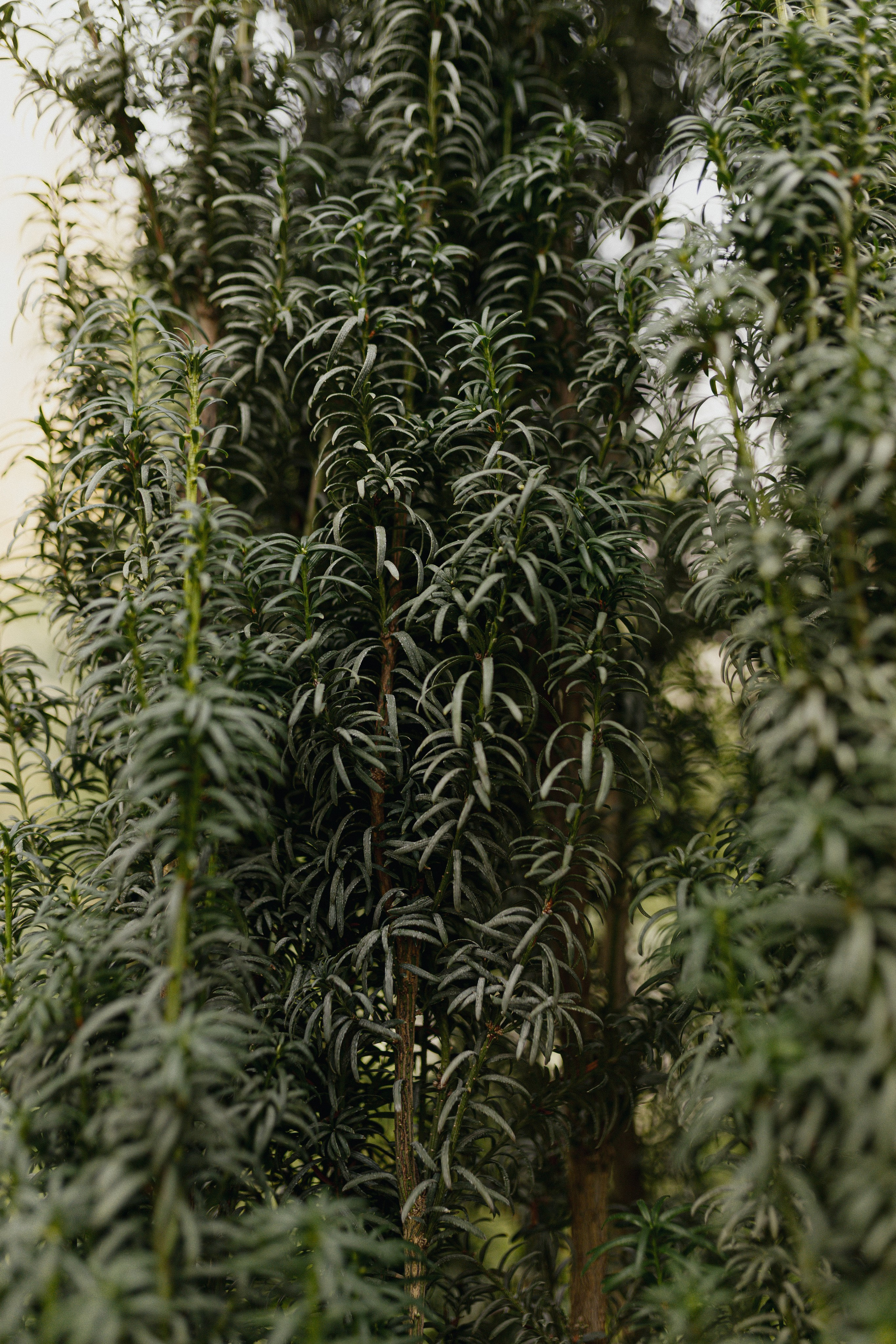 Свадьба Лены и Миши. Свадебный и семейный фотограф Женя Добрянская в Нижнем Новгороде