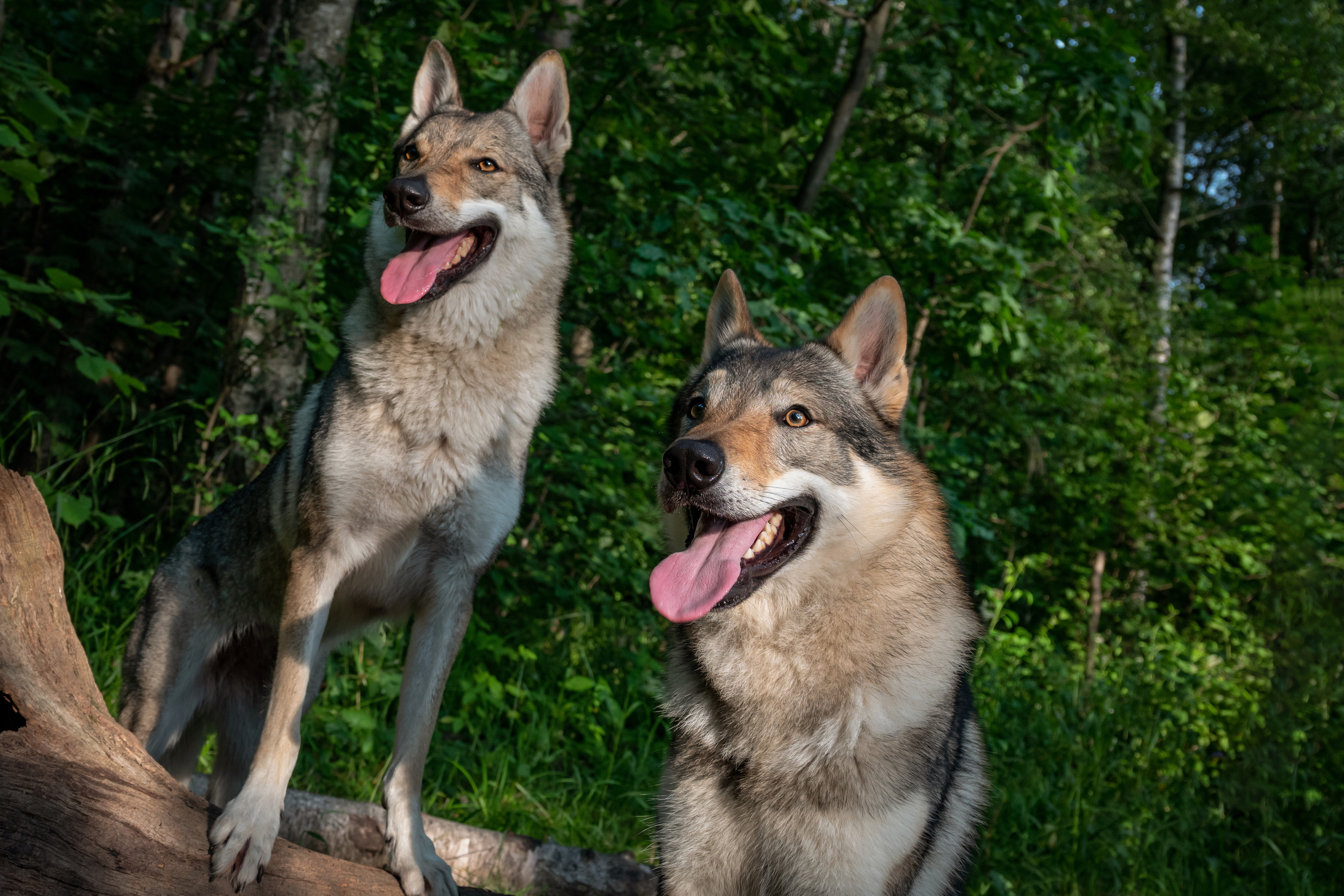 Дикая парочка: Дейна и Фенрир. Фотограф-анималист в Москве Юлия Лайхо