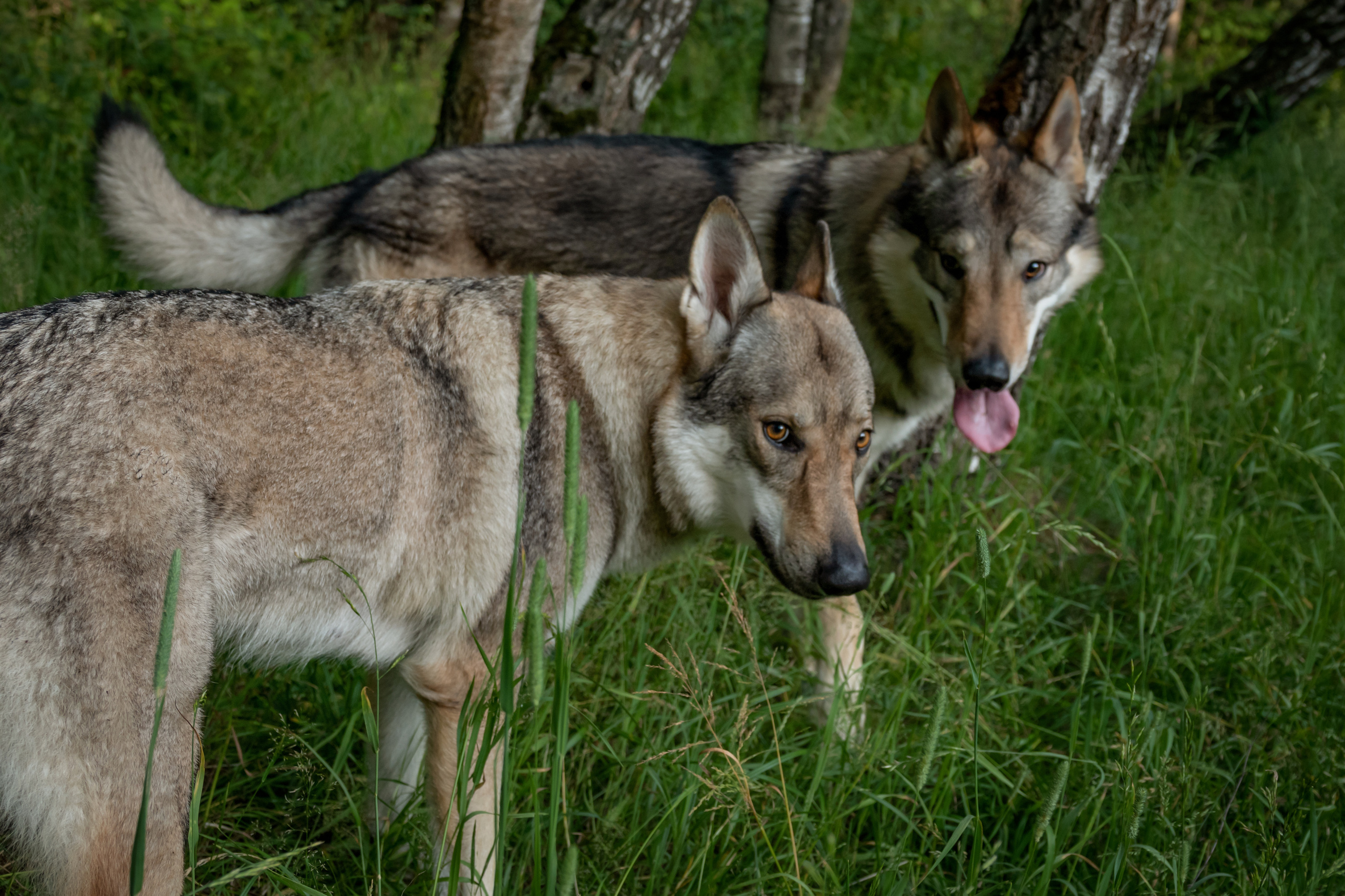 Дикая парочка: Дейна и Фенрир. Фотограф-анималист в Москве Юлия Лайхо