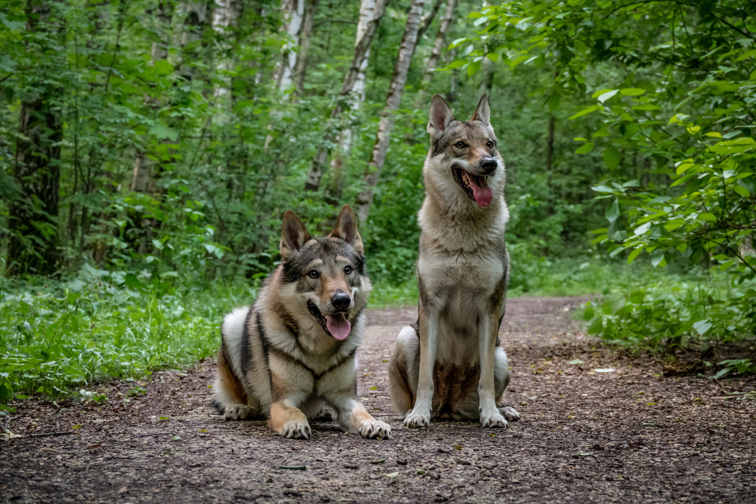 Дикая парочка: Дейна и Фенрир. Фотограф-анималист в Москве Юлия Лайхо