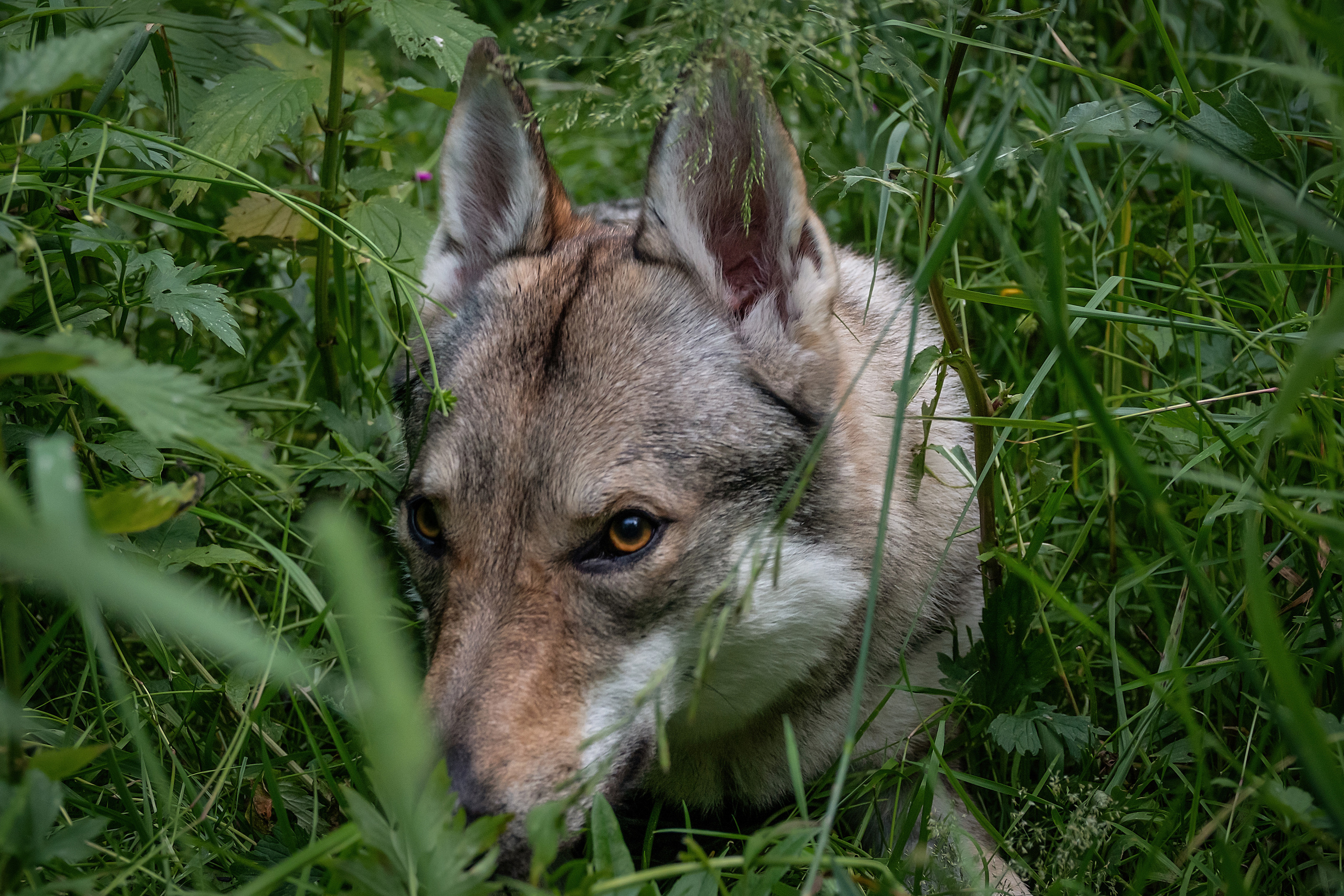 Дикая парочка: Дейна и Фенрир. Фотограф-анималист в Москве Юлия Лайхо