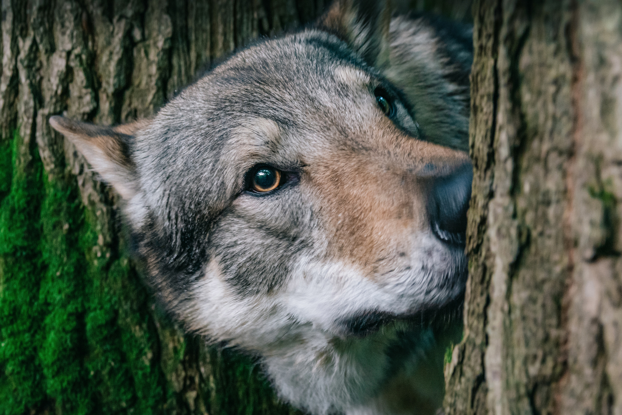 Дикая парочка: Дейна и Фенрир. Фотограф-анималист в Москве Юлия Лайхо