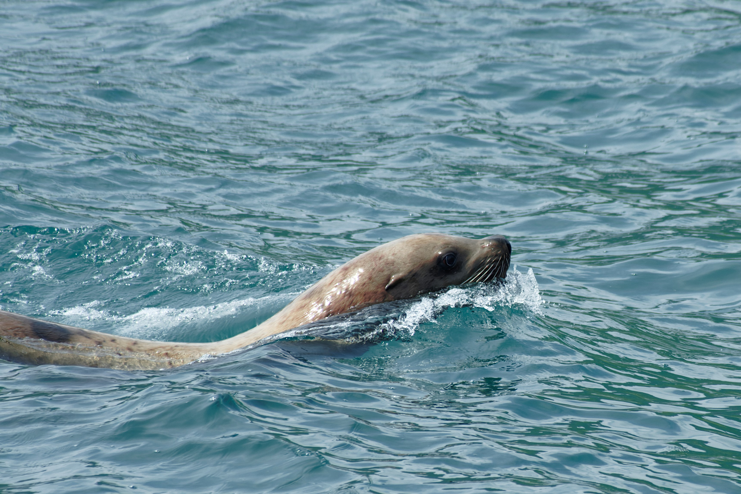Камчатка. Фототрип. Тур?. Семоха Валерий. Фотограф