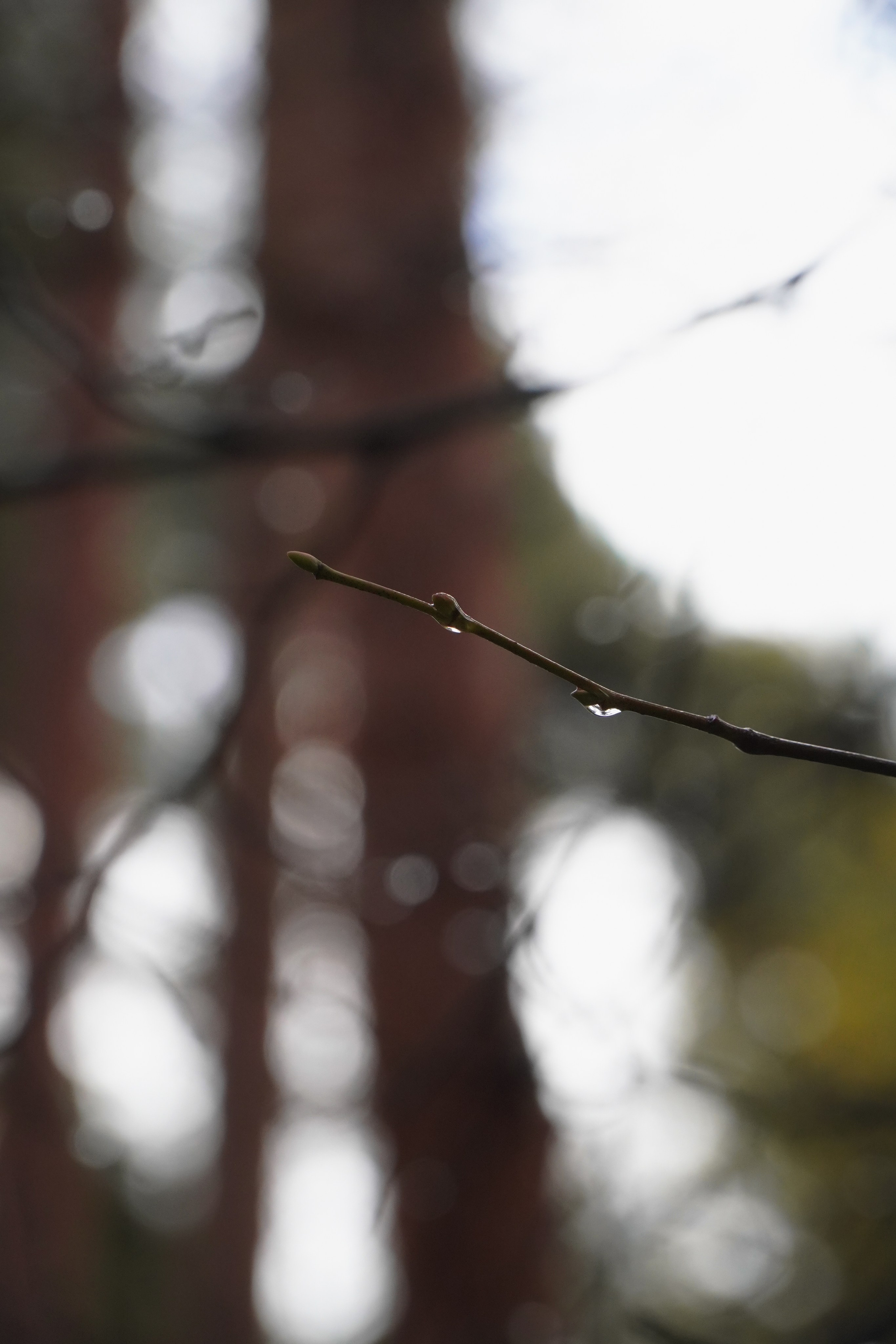 5 вёрст Томилинский 3 года 18 октября 2025. Роман Капилюшов. Бег. Фото. Видео. г. Люберцы