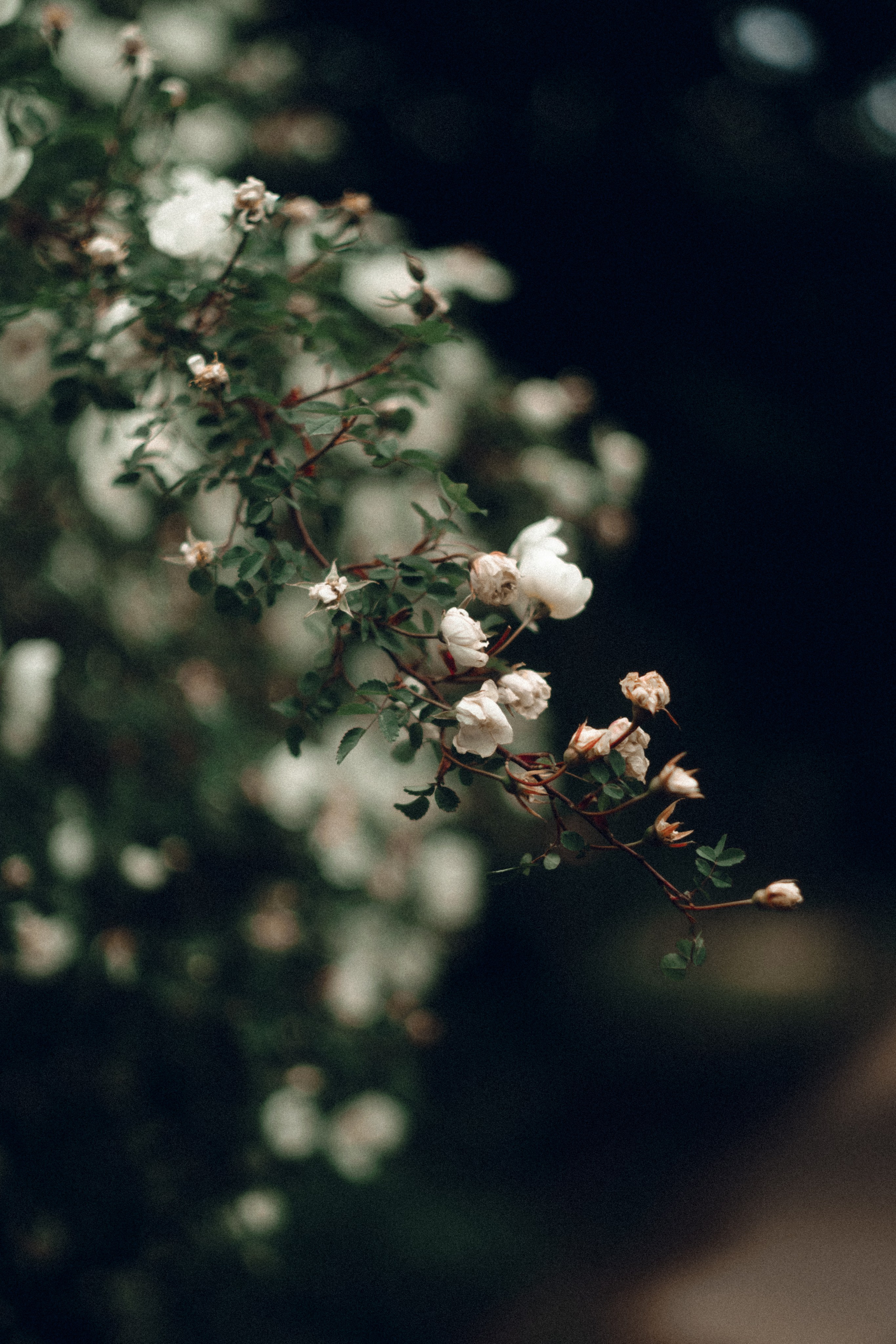 Botanical. Портретный и свадебный фотограф в Москве и Санкт-Петербурге. Учитель фотографии онлайн и оффлайн