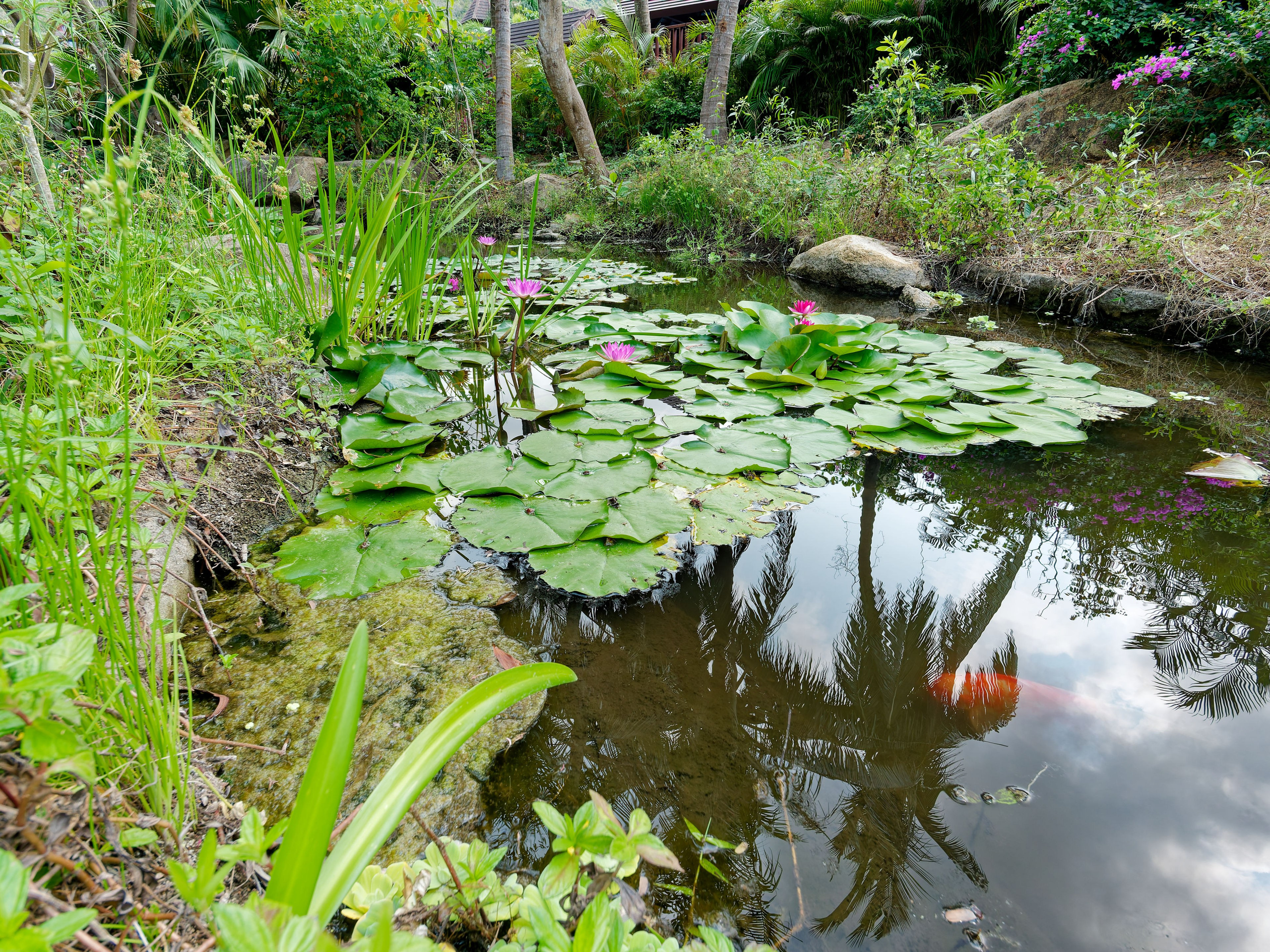 Хайнань 2026, Золотые рыбки в реке отеля. Фотопрогулки по Миру
