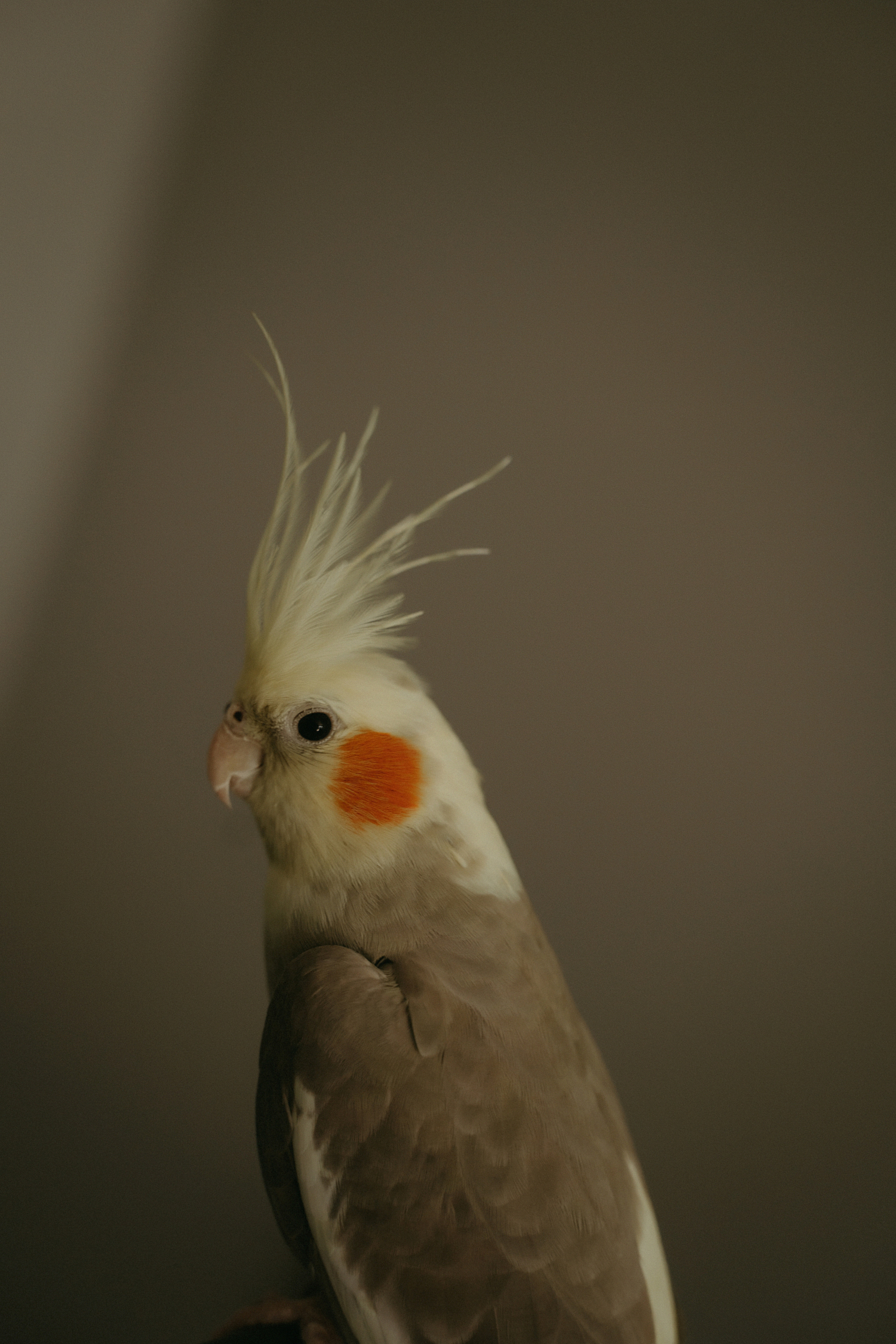 Wedding Алексей и Ксения. Фотограф Наталья Шелест