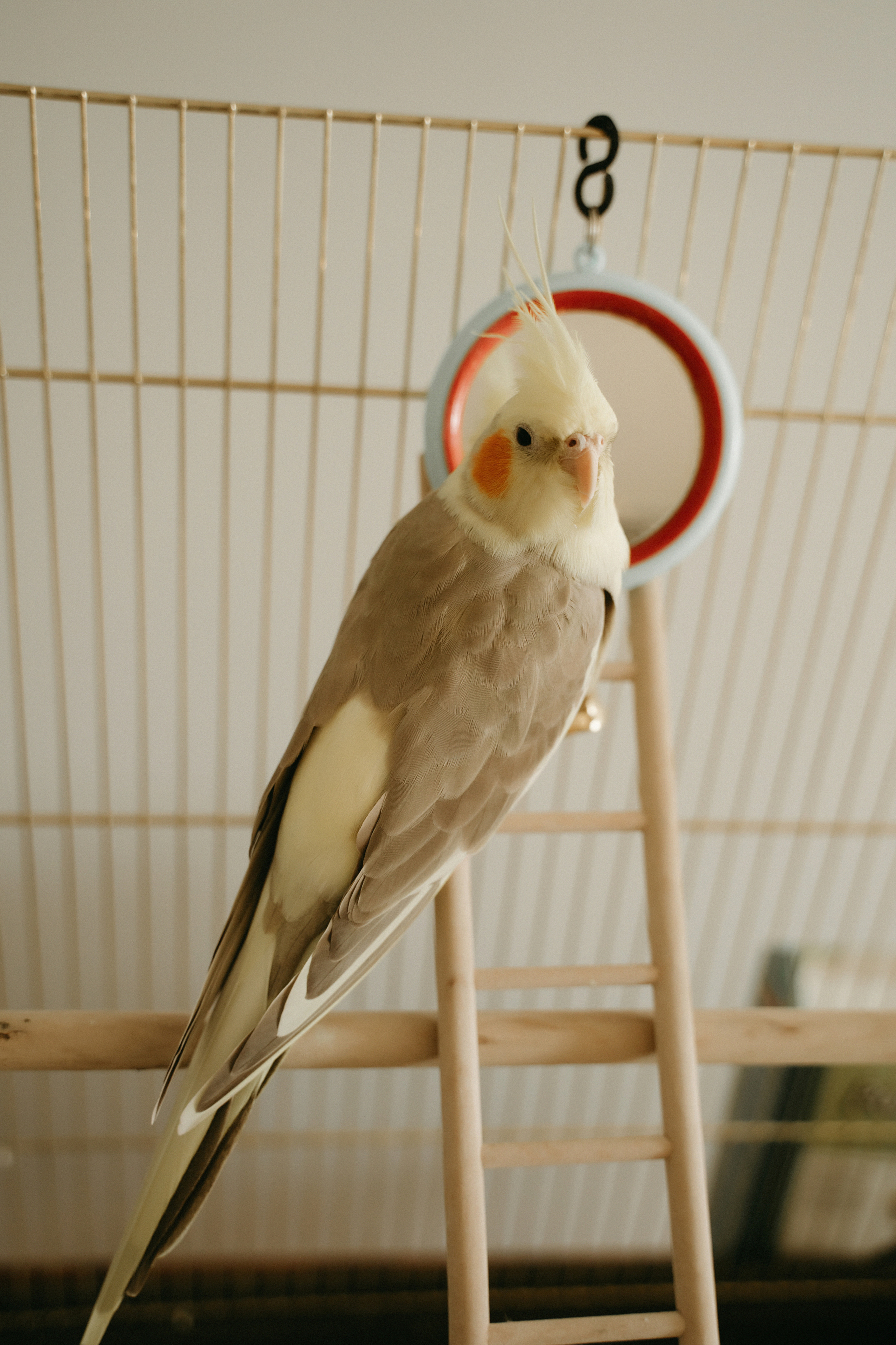 Wedding Алексей и Ксения. Фотограф Наталья Шелест