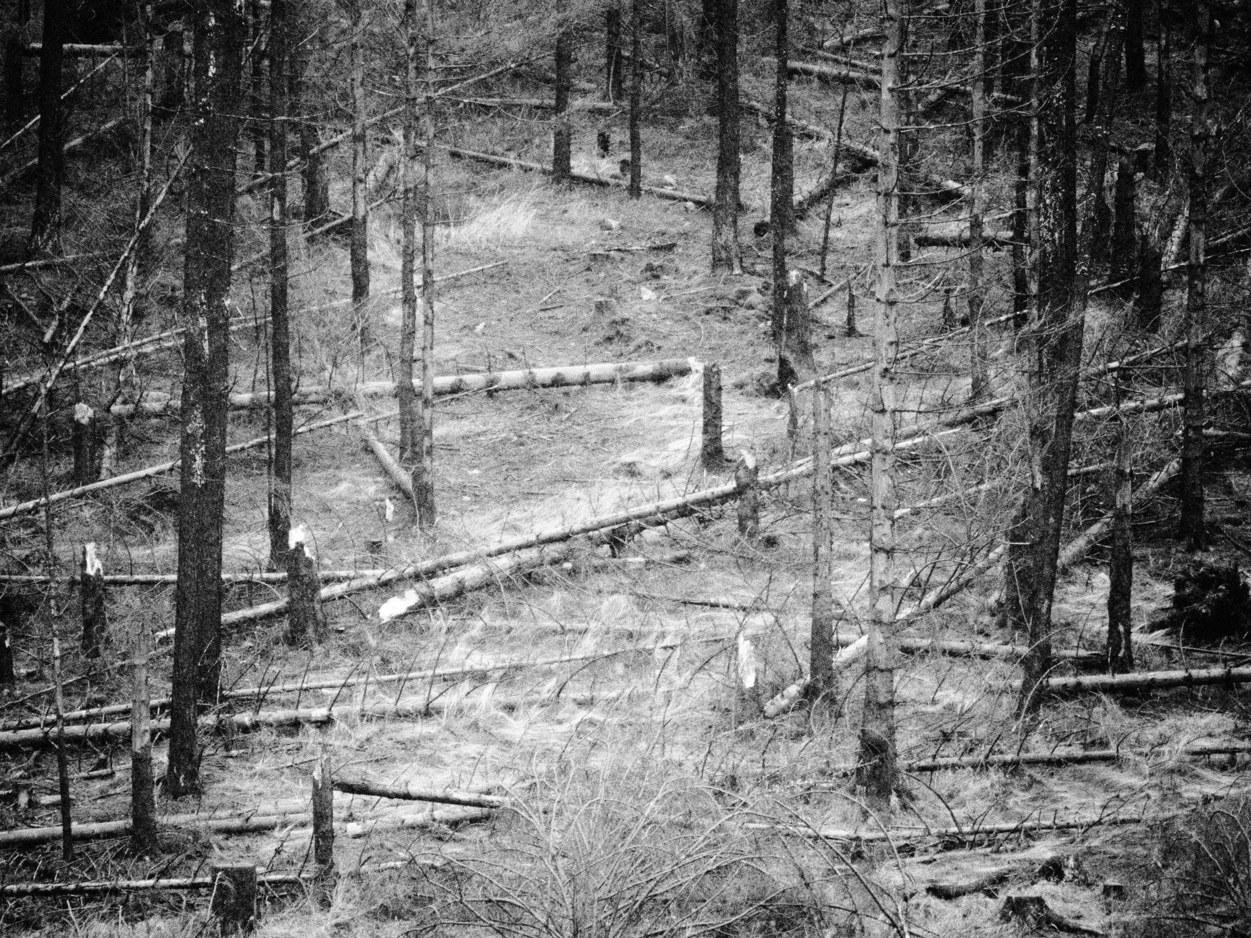 Таинственный лес. Репортажный фотограф в Берлине Александра Герман