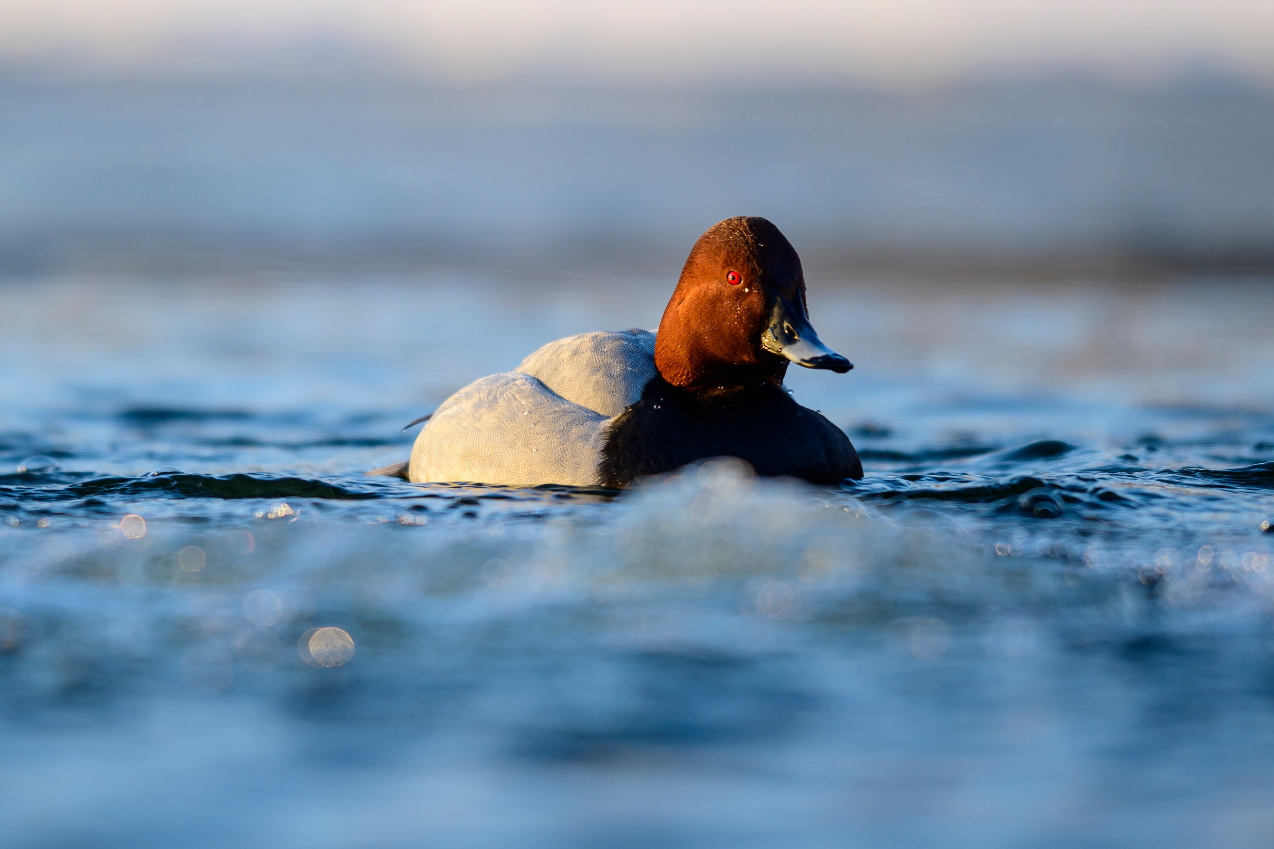 Нырки, гуси, лебеди. Pochards, geese, swans. Wildlife photography by Sergey Puponin
