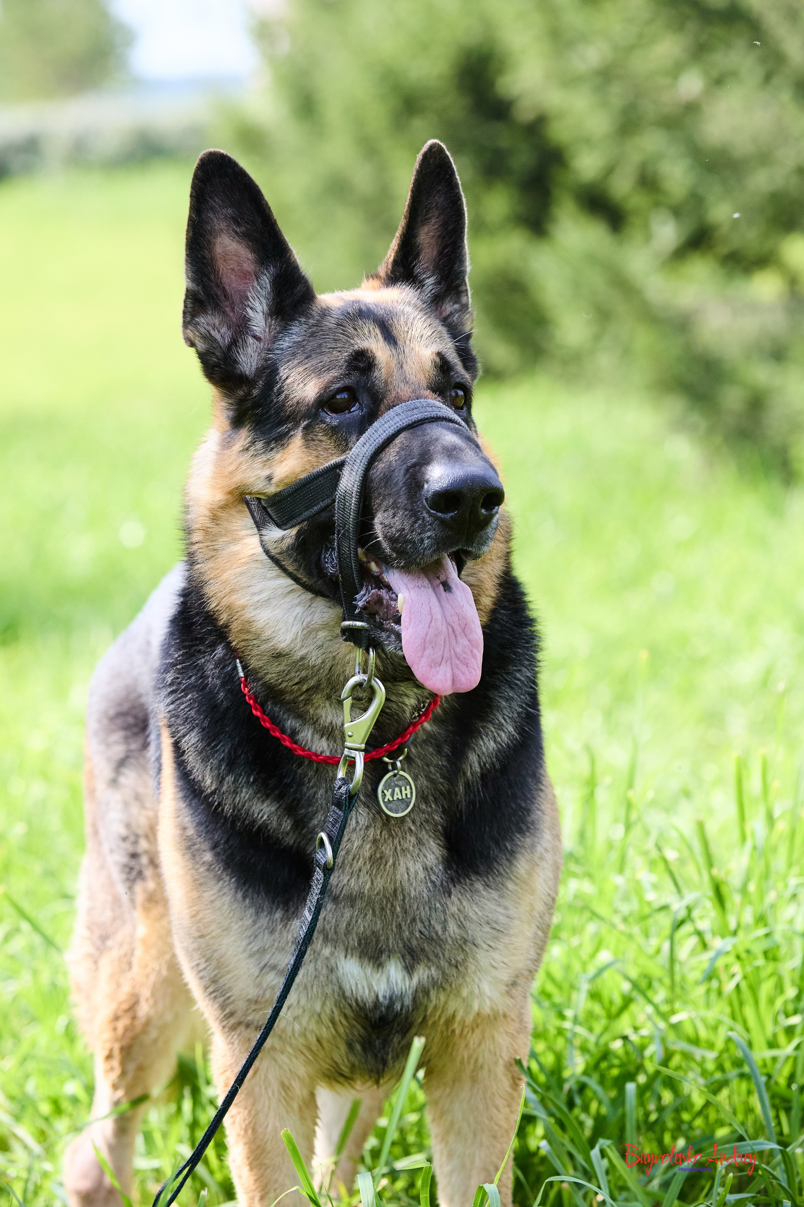 Проект фотопрогулка с хвостиком. Buyvolenko Andrey