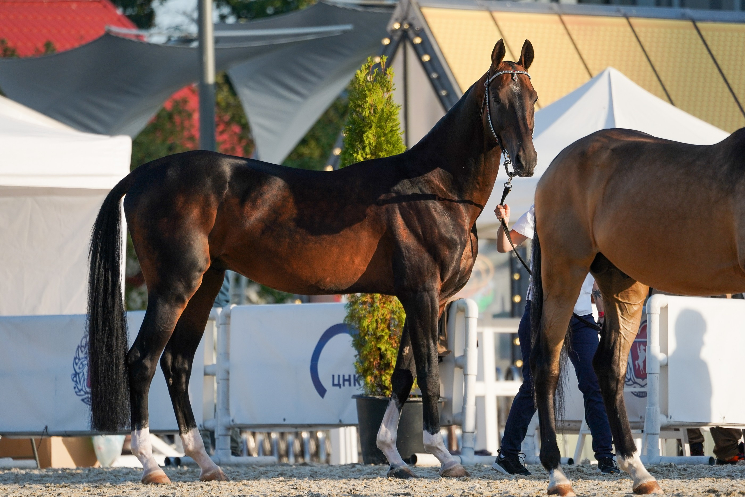 Чемпионат лошадей чистокровной ахалтекинской породы «КУБОК РОССИИ — 2024». Фотограф-анималист, портретный фотограф в Чебоксарах Мария Садыкова