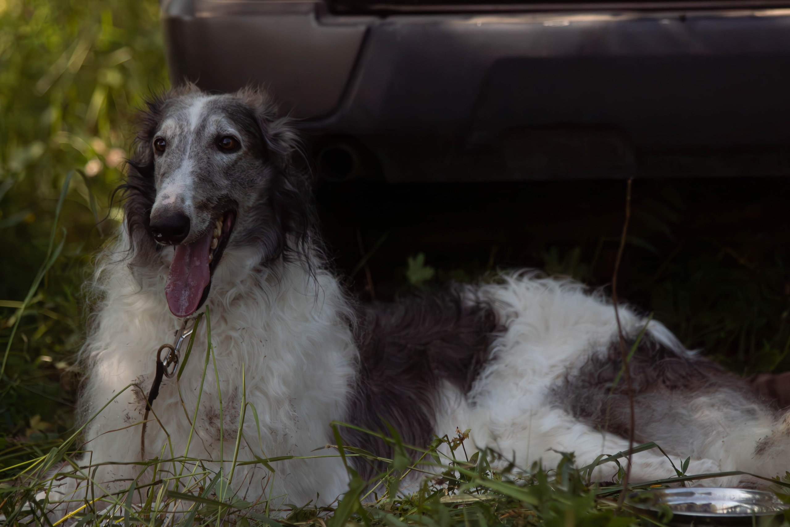 Курсинг. Фотограф анималист — Тула, Москва