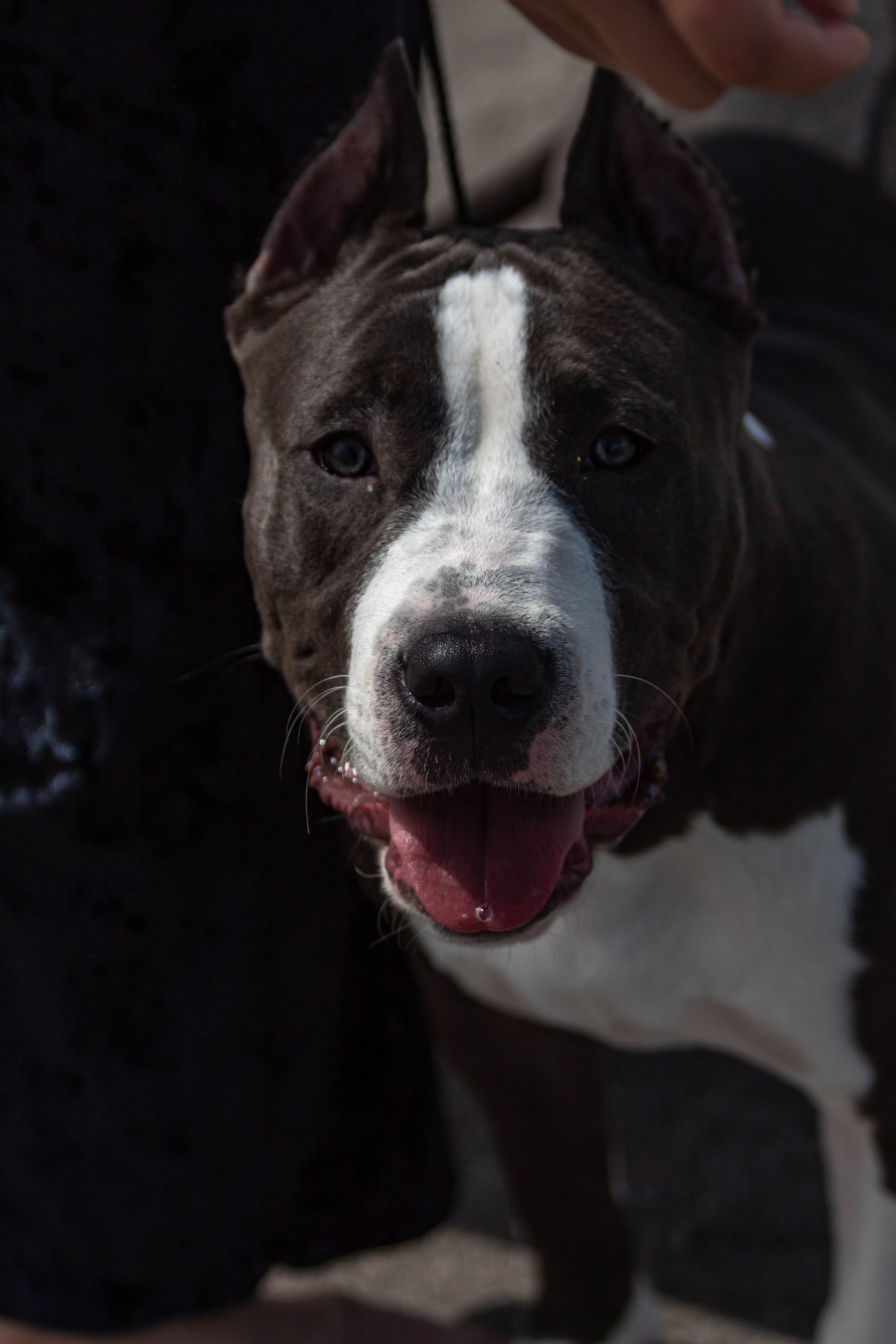 Фотограф анималист для выставки собак в Туле. Фотограф анималист — Тула, Москва