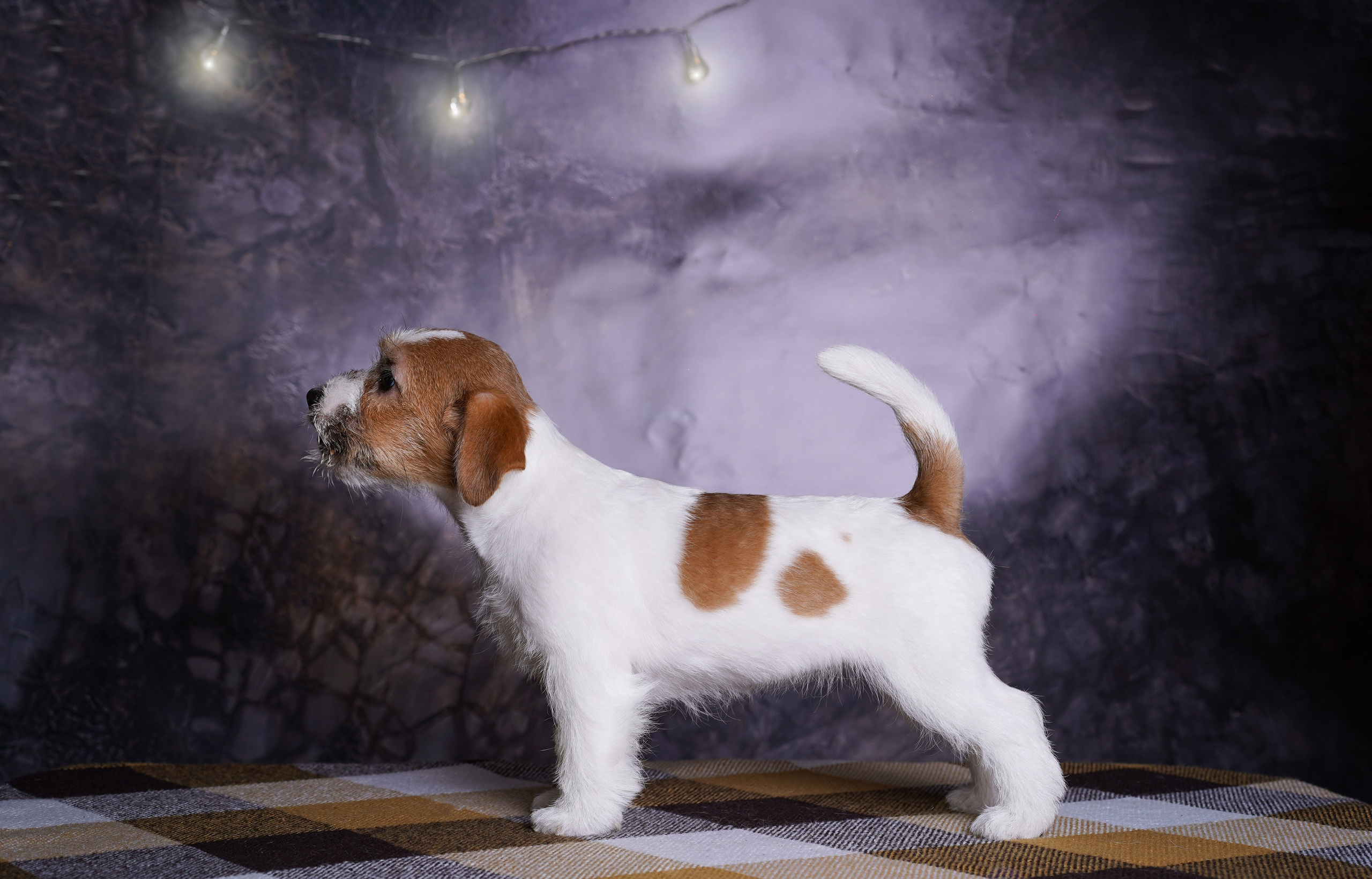 Щенки джек-рассел терьера. Фотограф-анималист в Санкт-Петербурге Яна Мартынова