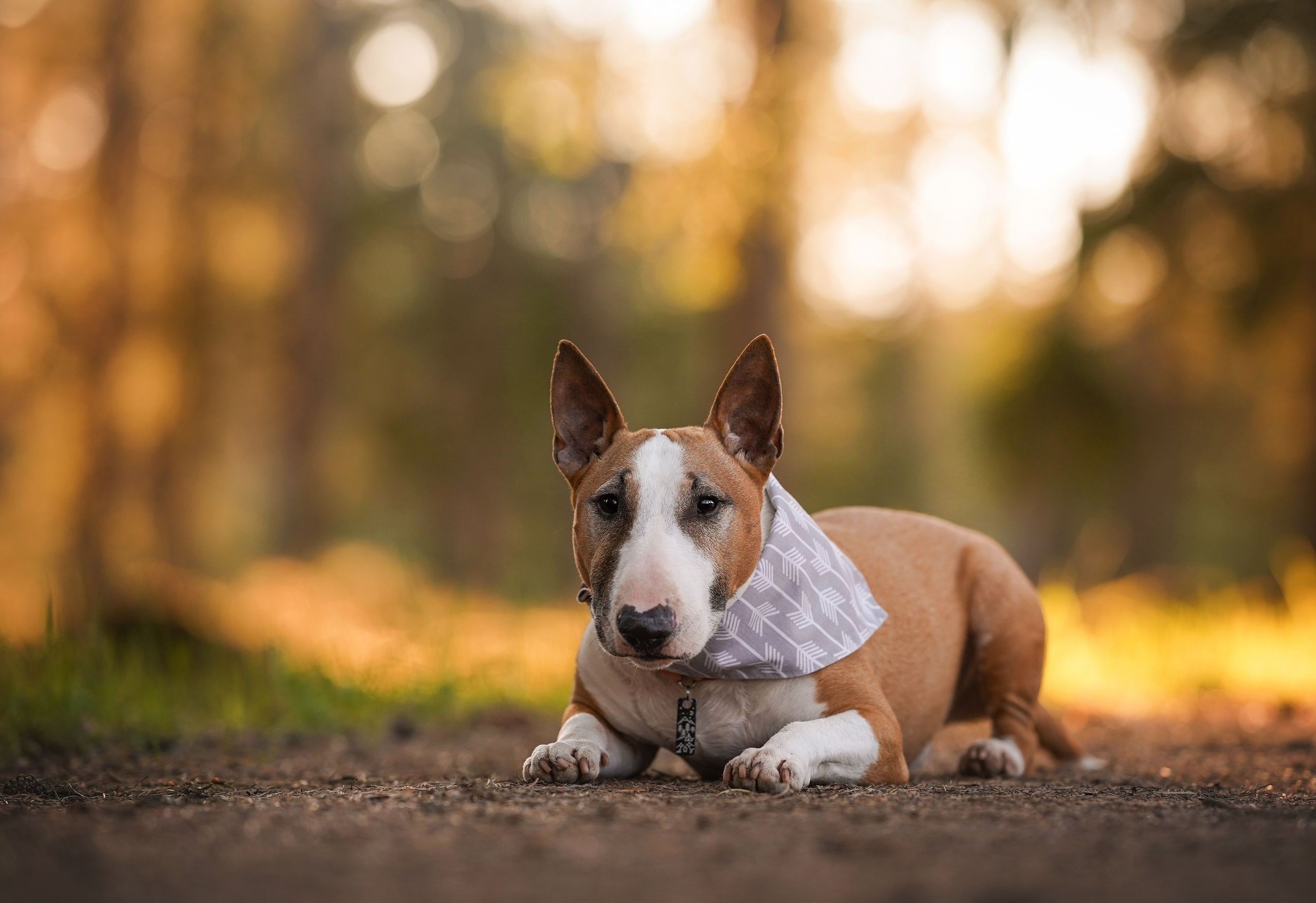 Юни Панда тропа Ярви. Фотограф-анималист в Санкт-Петербурге Яна Мартынова