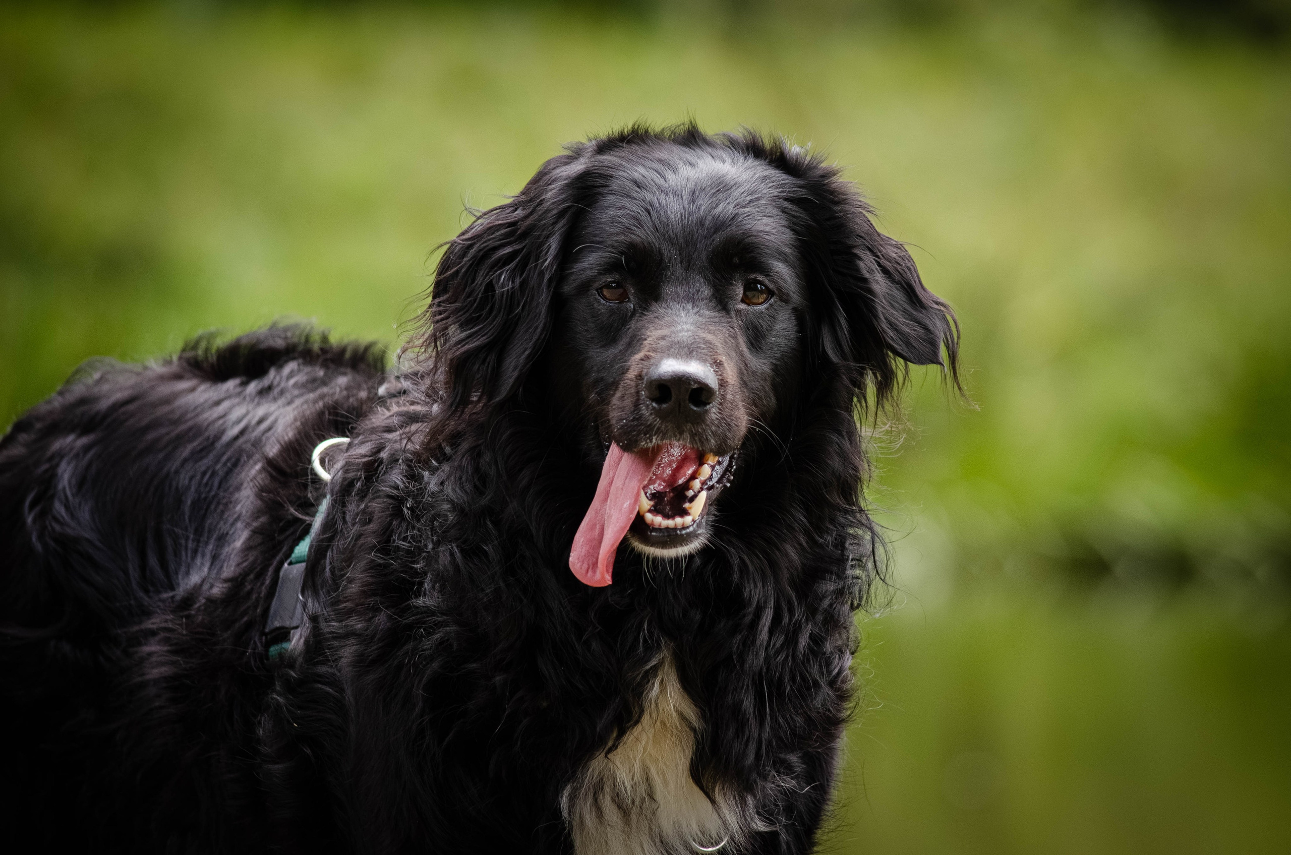 Том и Тося. Фотограф Светлана Блинова, Москва и Московская область