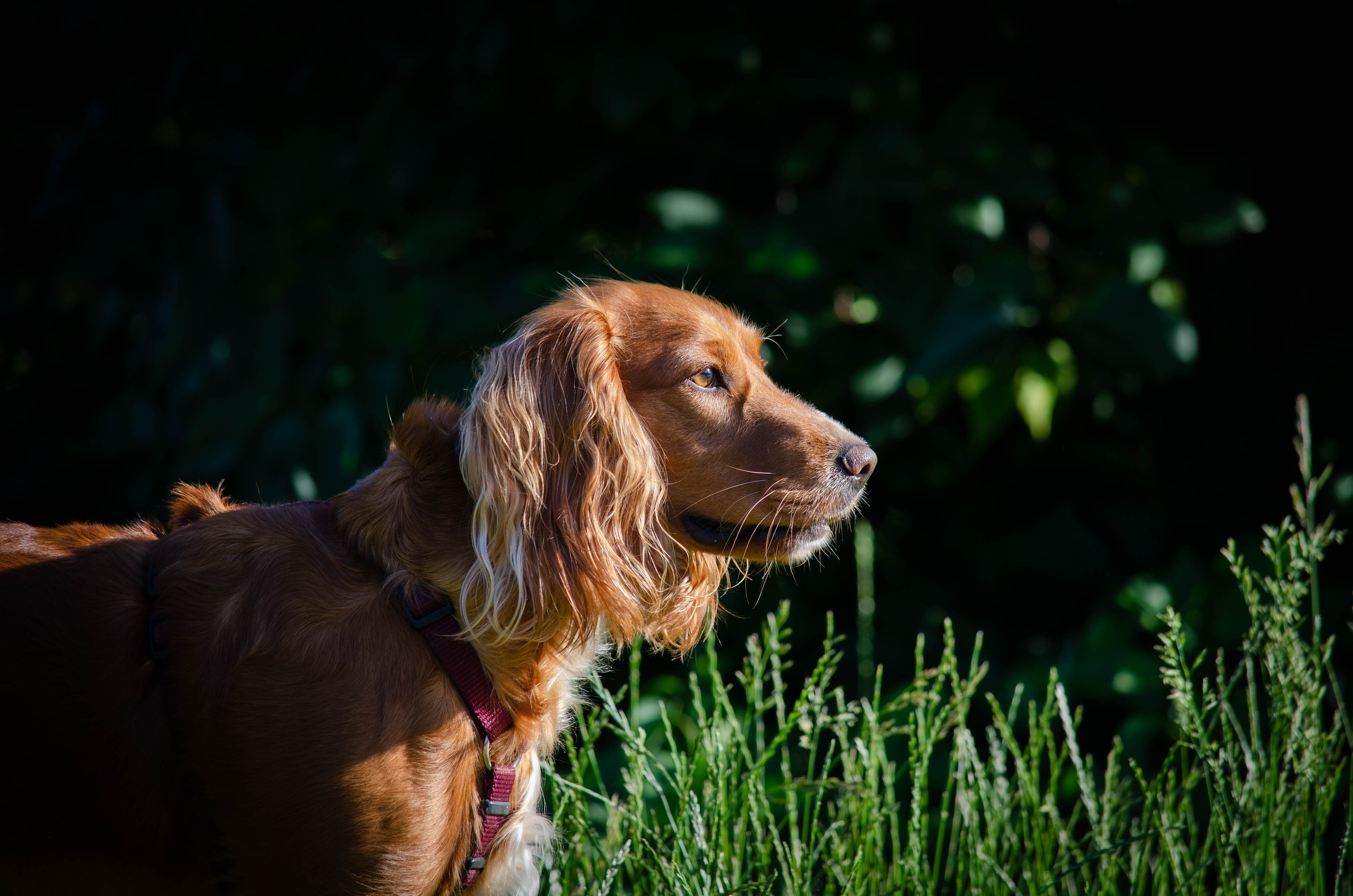 Джесси. Фотограф Светлана Блинова, Москва и Московская область