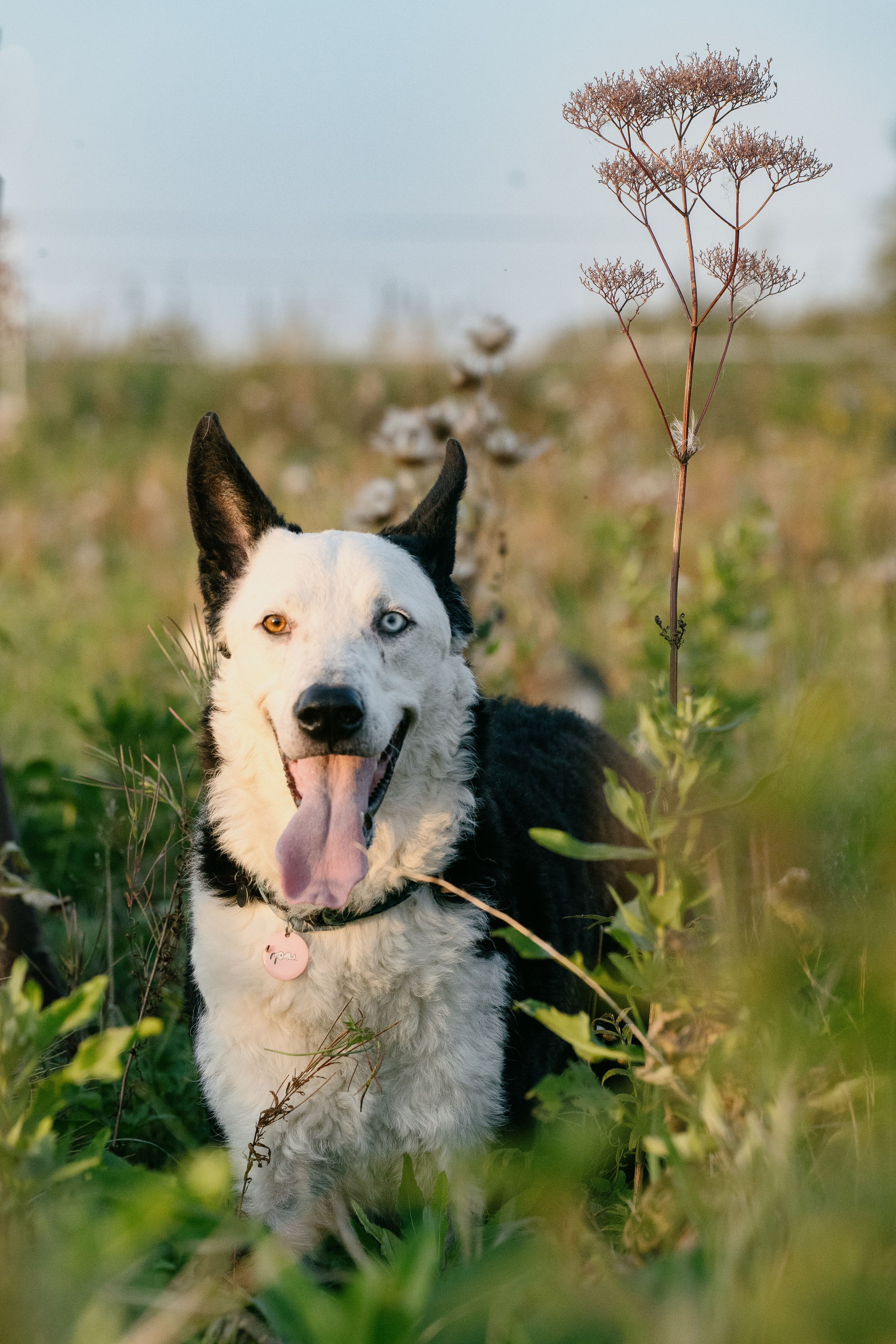 Animals. Arseny Sapelkin