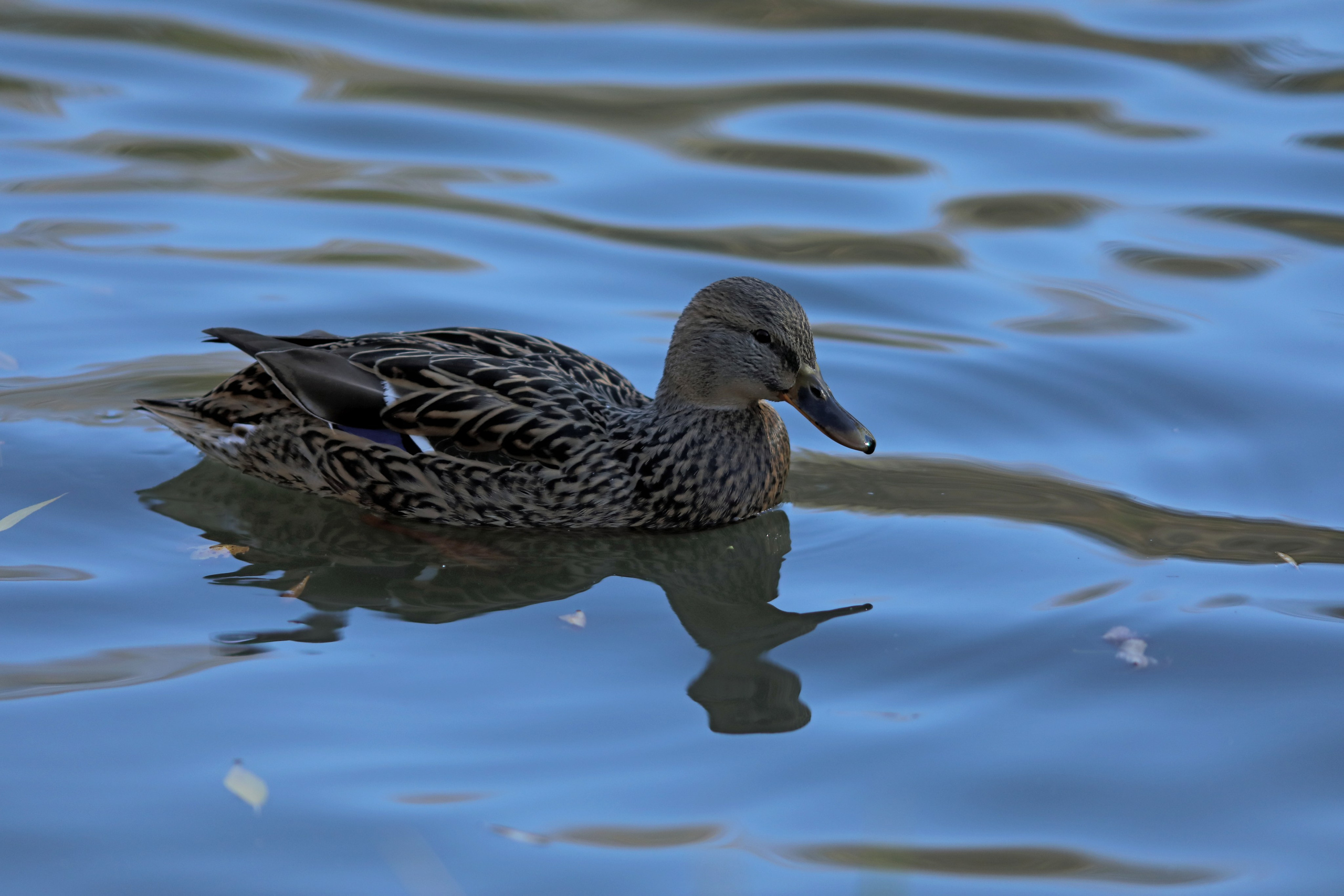 Птицы и животные южного региона. Фото-художник и Репортажный фотограф Николаев Александр Алексеевич