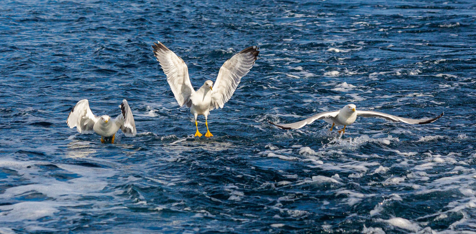 Свадебный фотограф в Геленджике