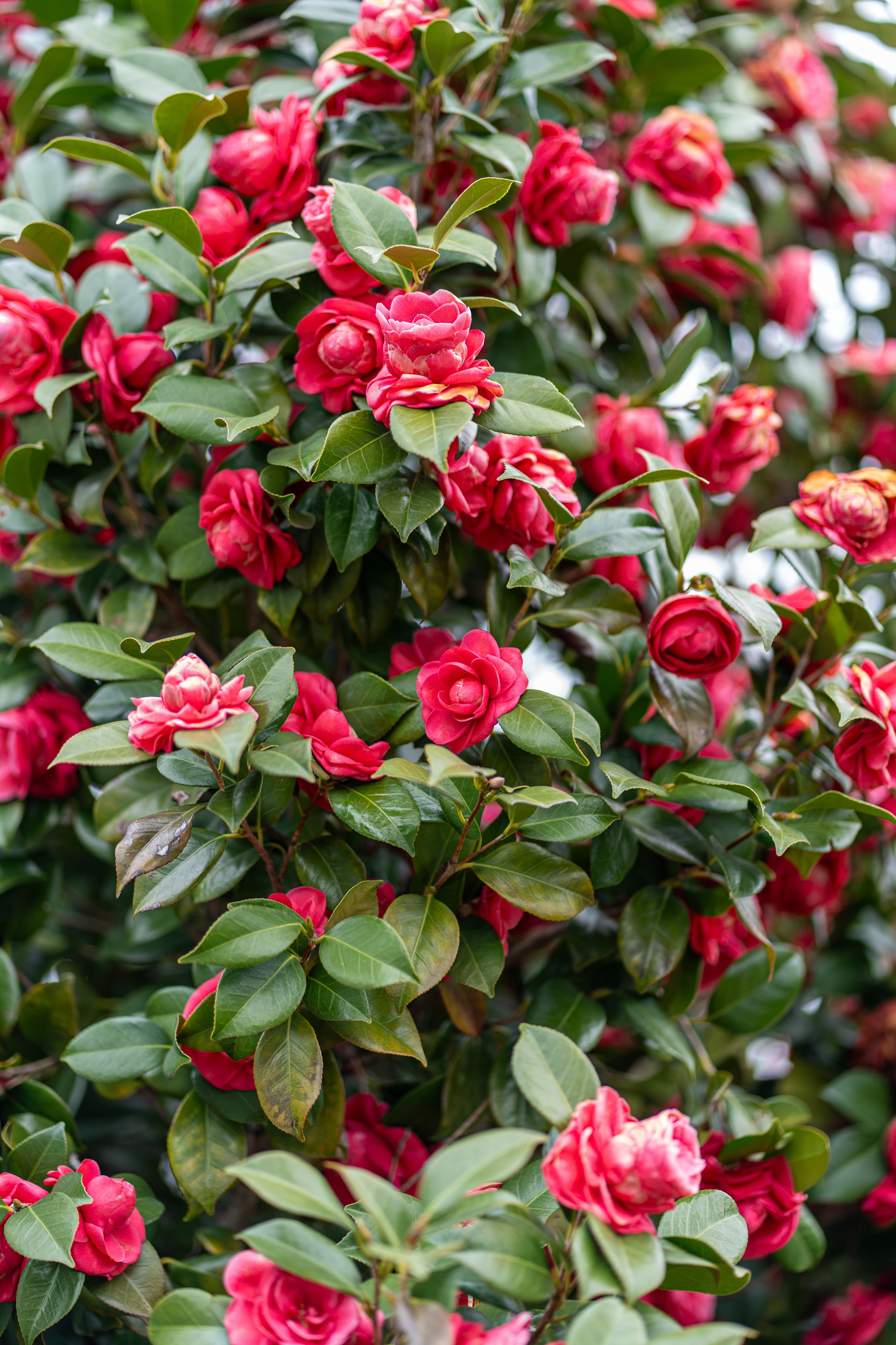 Япония, сакура. Творческие сьемки