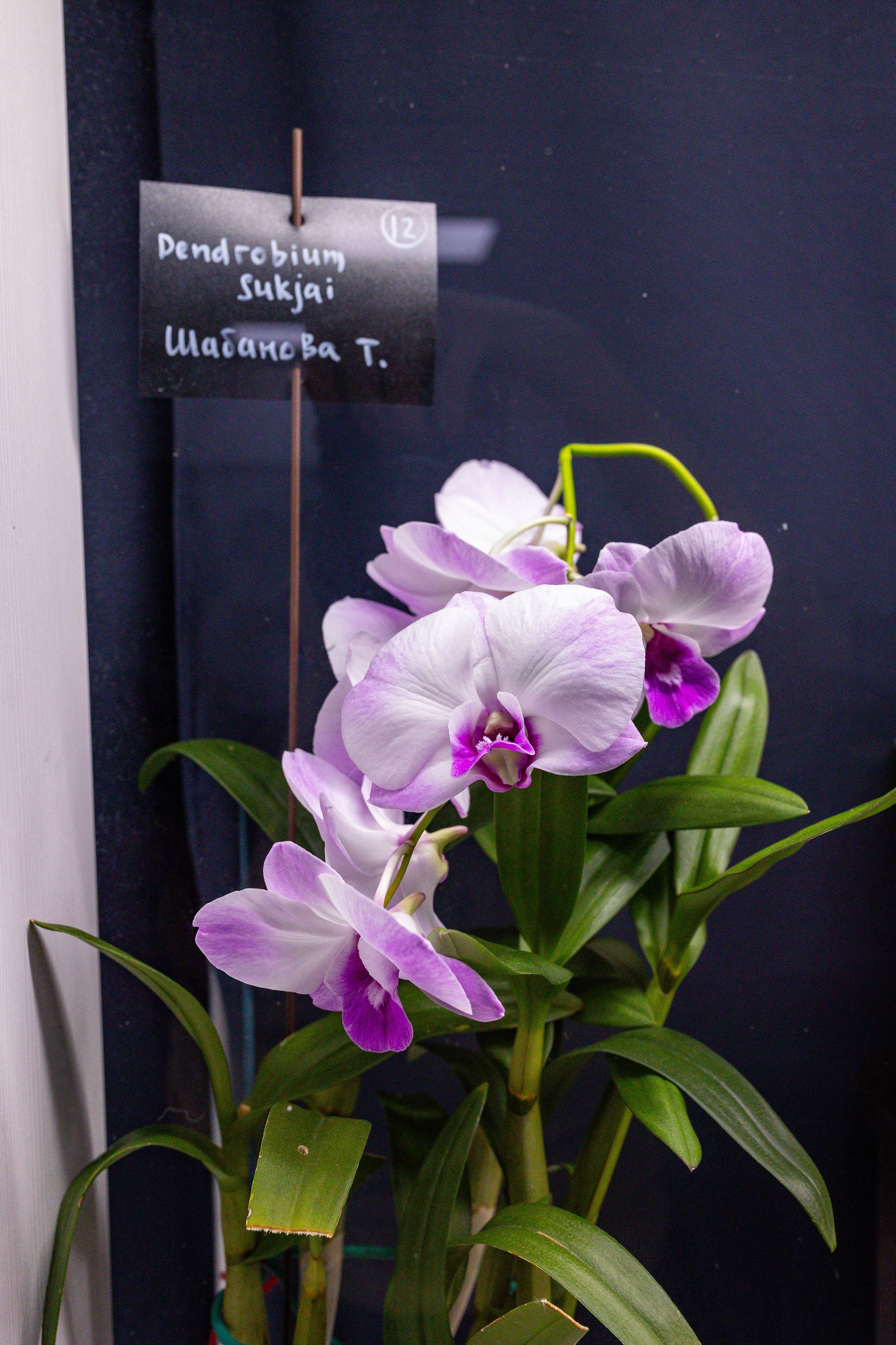 Орхидиум сентябрь 2025. Александра Куликова фотограф, Москва