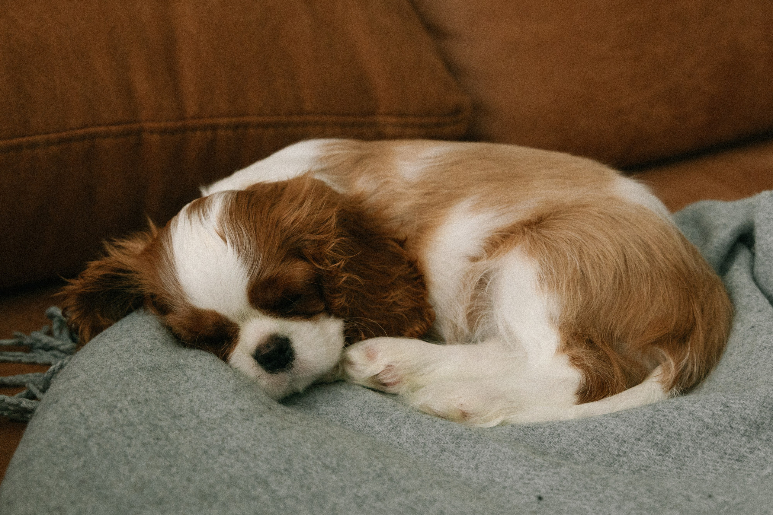 Артем, Катя и Егор. Свадебный фотограф Нижний Новгород