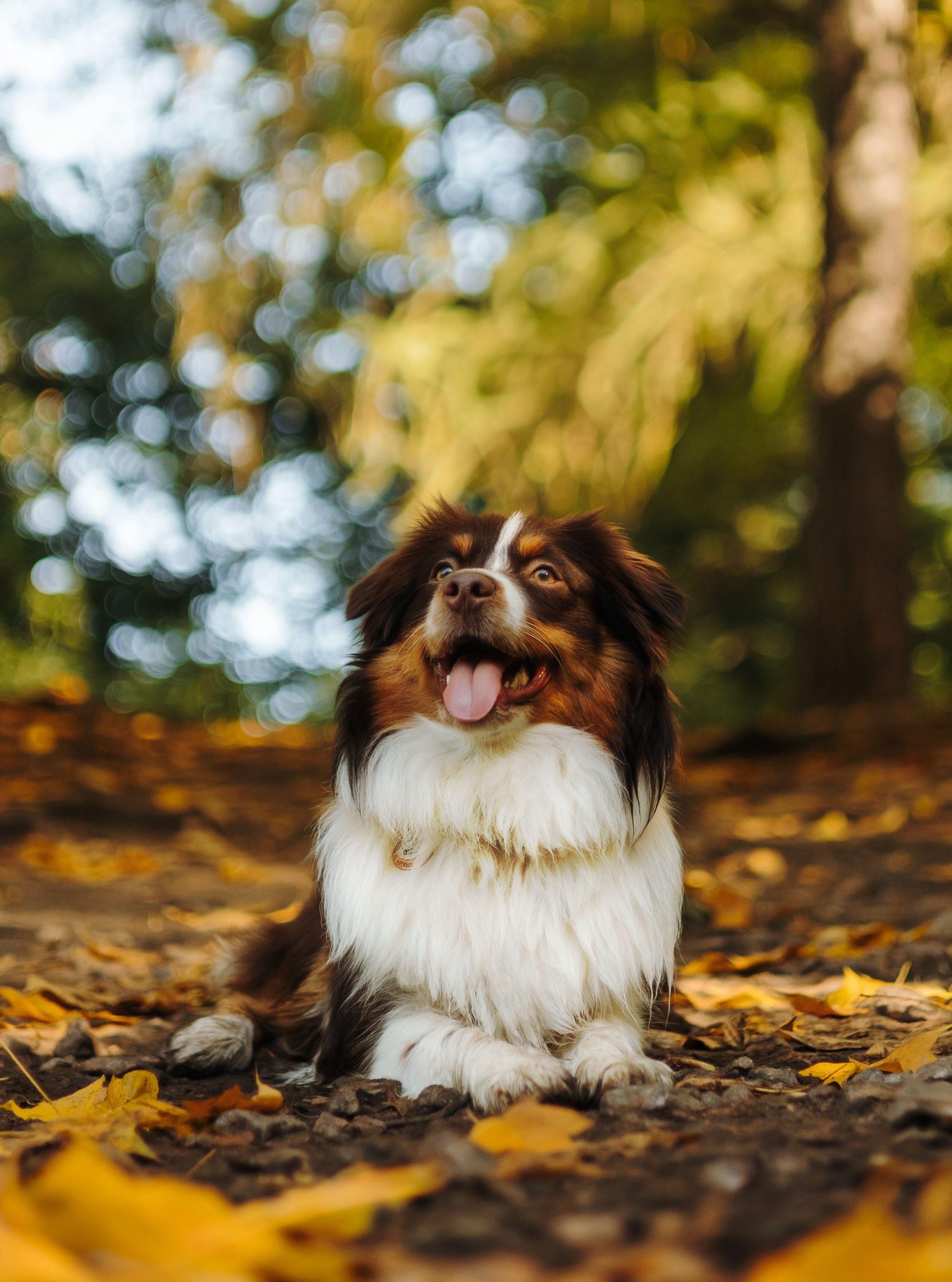 Маффин. Фотограф животных Евгения Верцинская