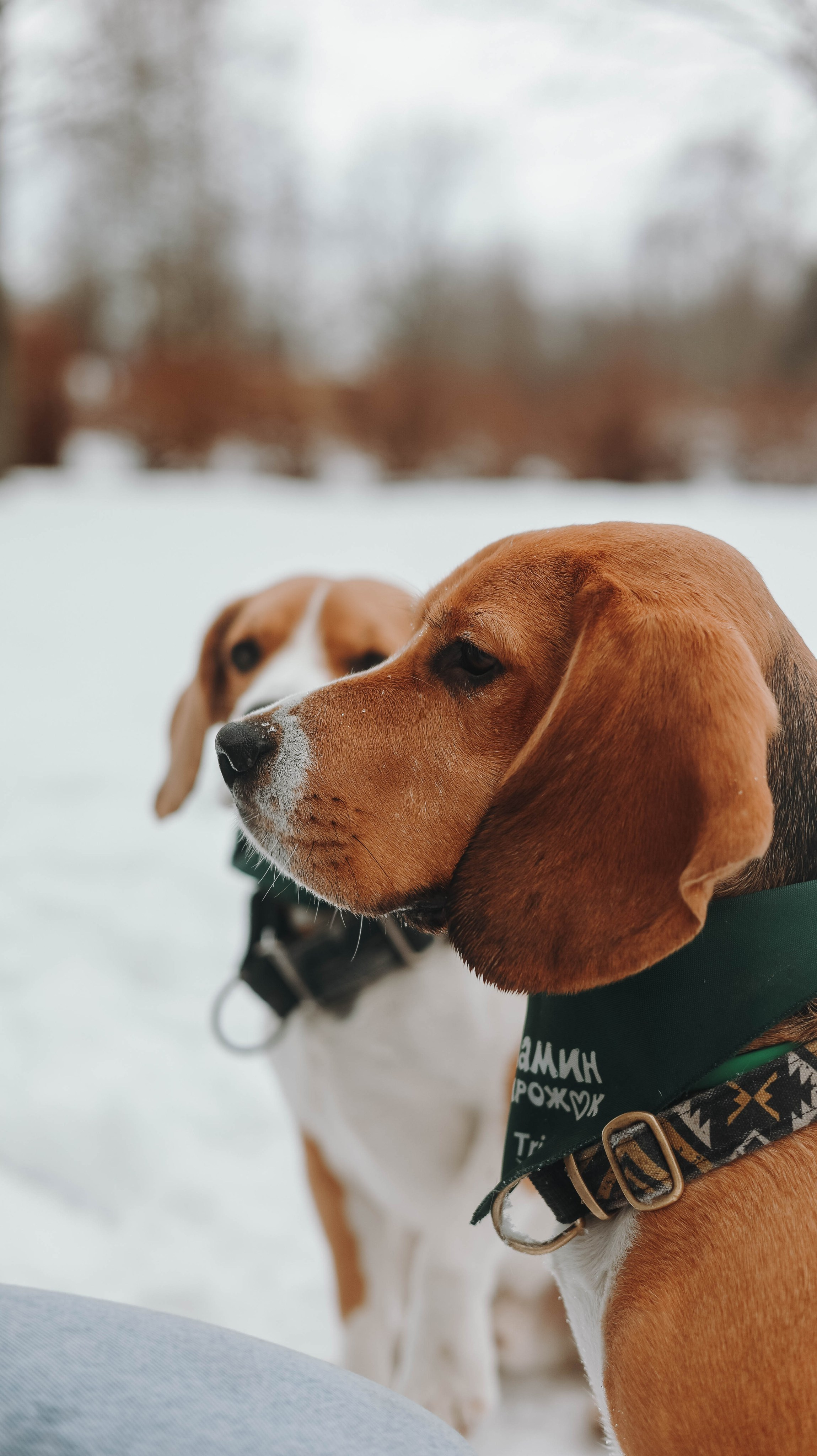 Татьяна, Чивас и Чопка. Фотограф животных Евгения Верцинская