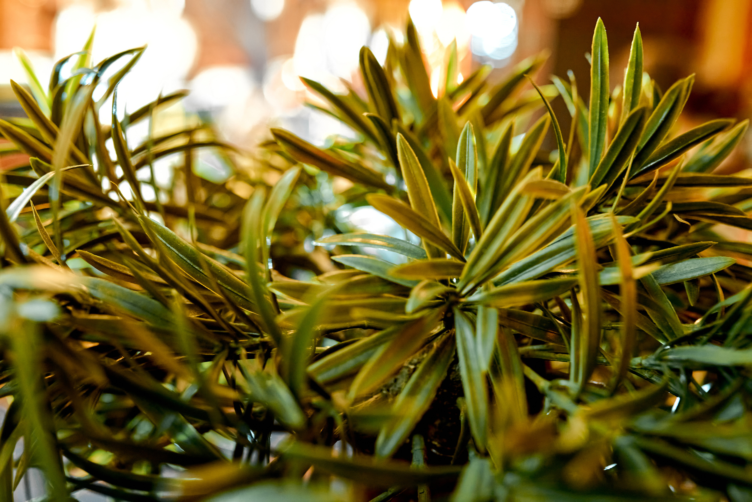 Репортаж, Новый год, фотограф, фотография, Минск, Беларусь, Москва, красивый, атмосфера, настроение, 2023, 2022, 2024, декабрь