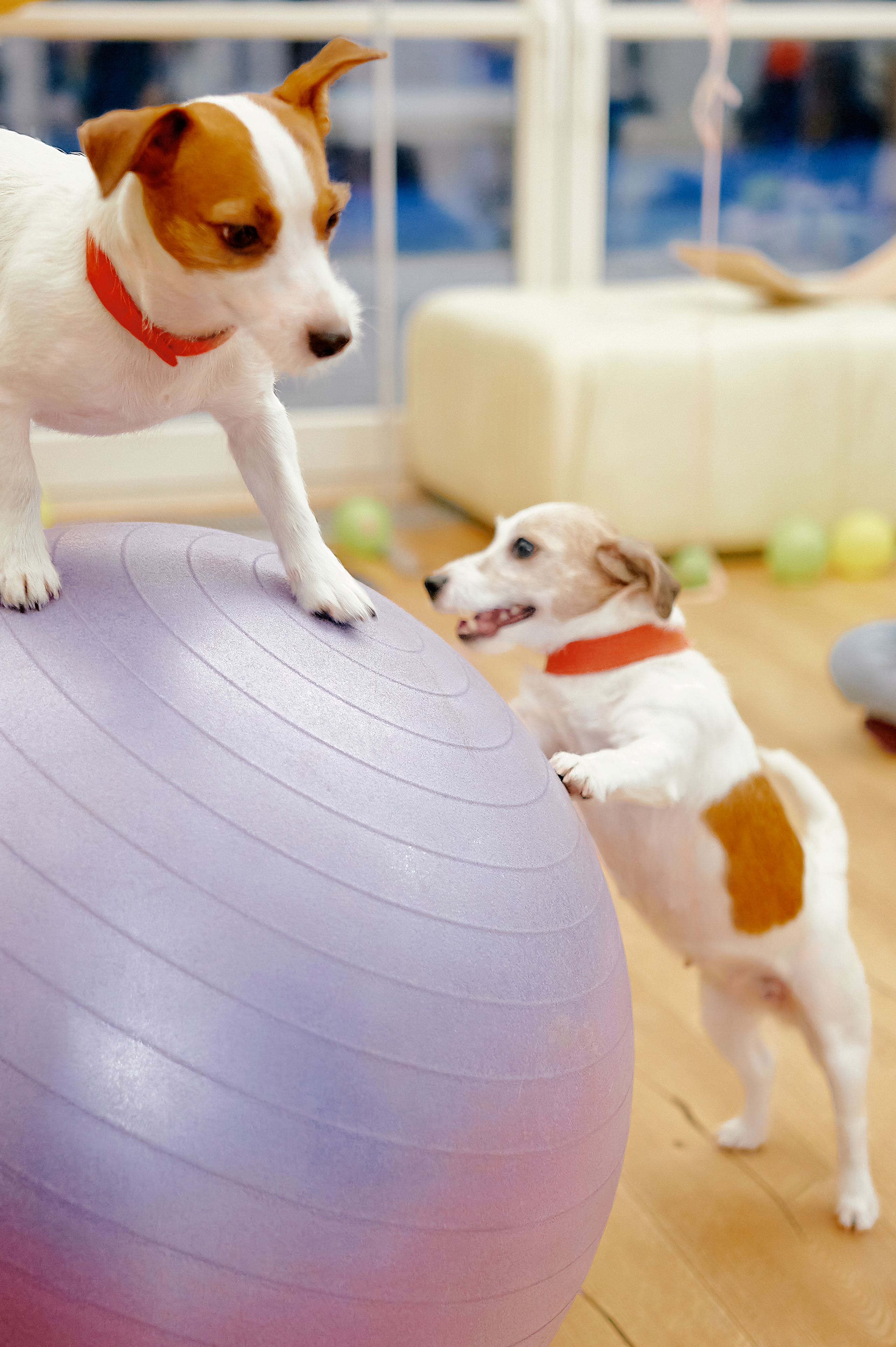 Репортаж, Новый год, фотограф, фотография, Минск, Беларусь, Москва, красивый, атмосфера, настроение, 2023, 2022, 2024, декабрь