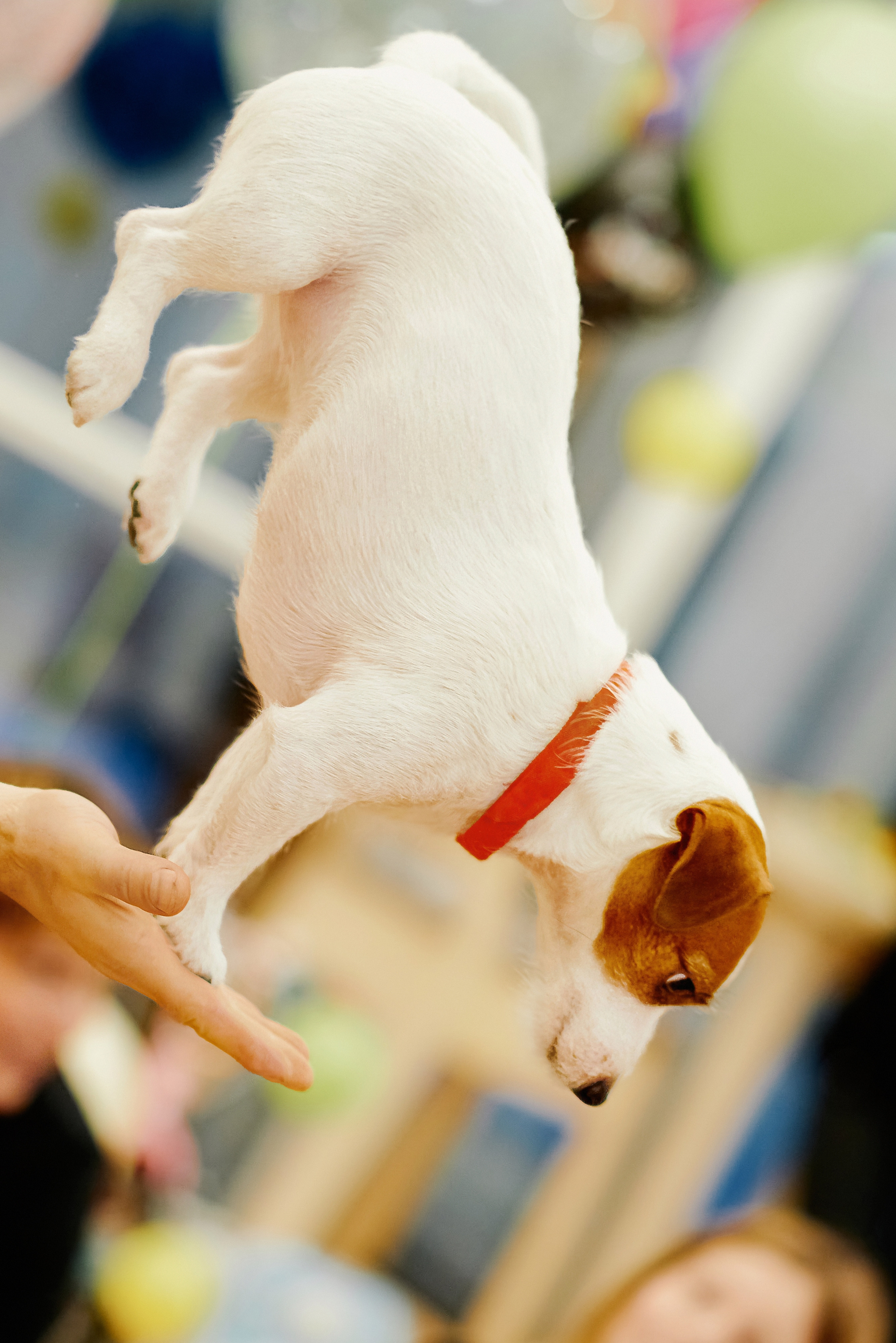 Репортаж, Новый год, фотограф, фотография, Минск, Беларусь, Москва, красивый, атмосфера, настроение, 2023, 2022, 2024, декабрь