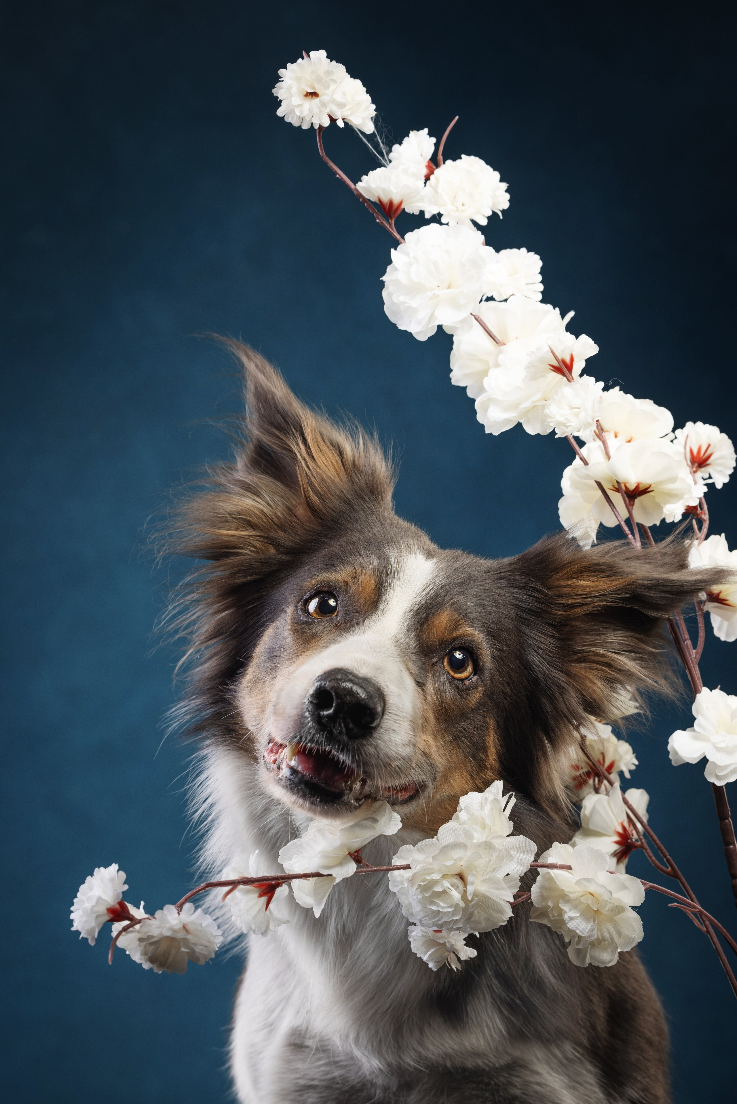 Бордер колли. Фотограф анималист Осипчикова Мария