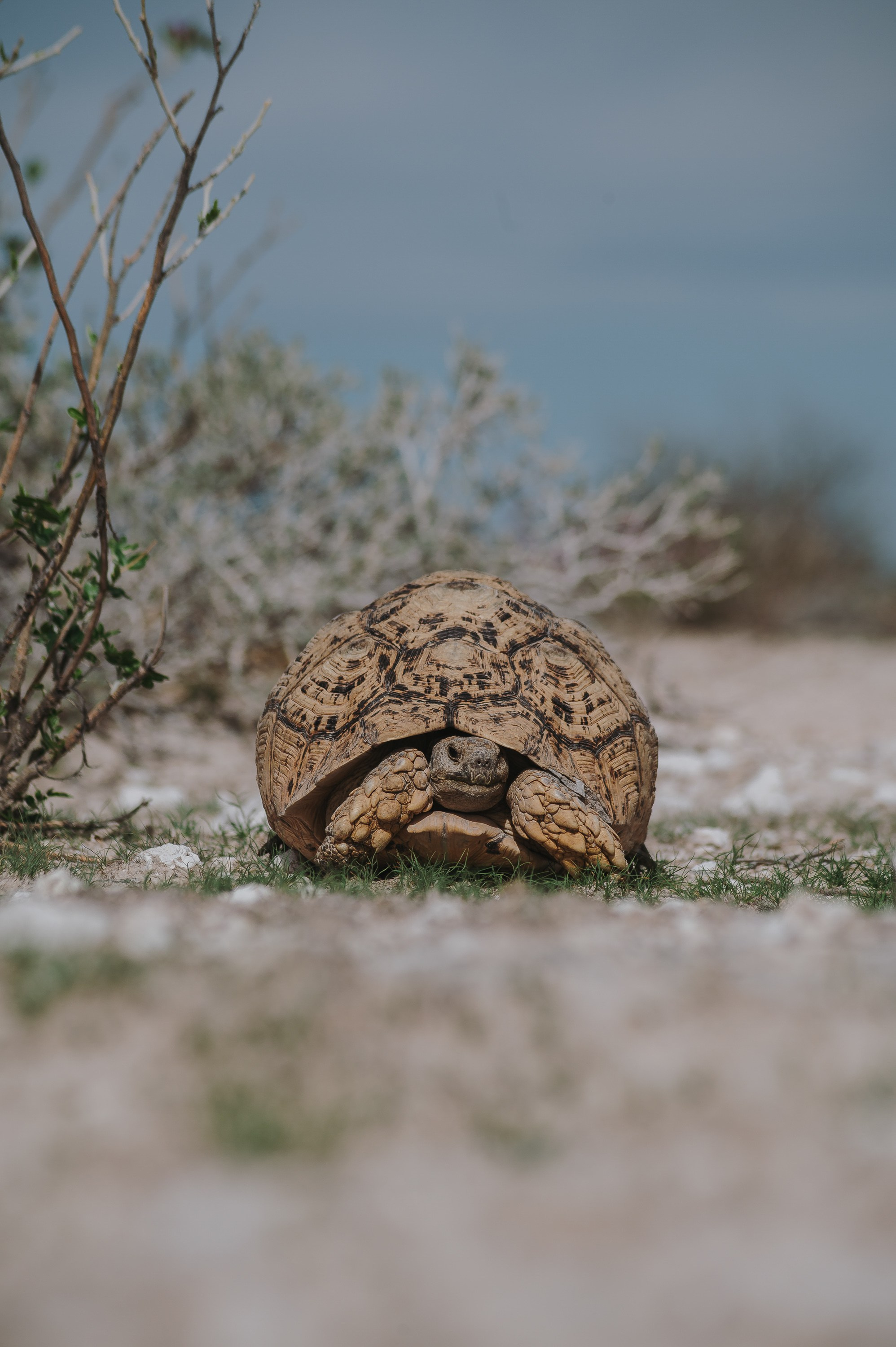 НАМИБИЯ. Роадтрип