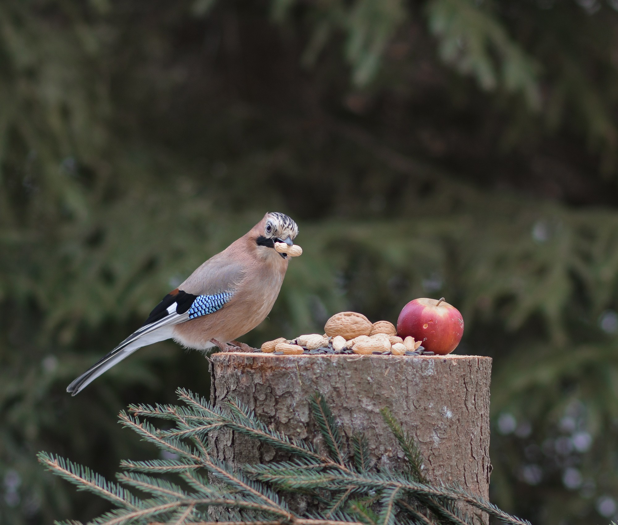 Натюрморты с птицами. В созвучии с природой. Фотограф Светлана В. Пронина, Москва