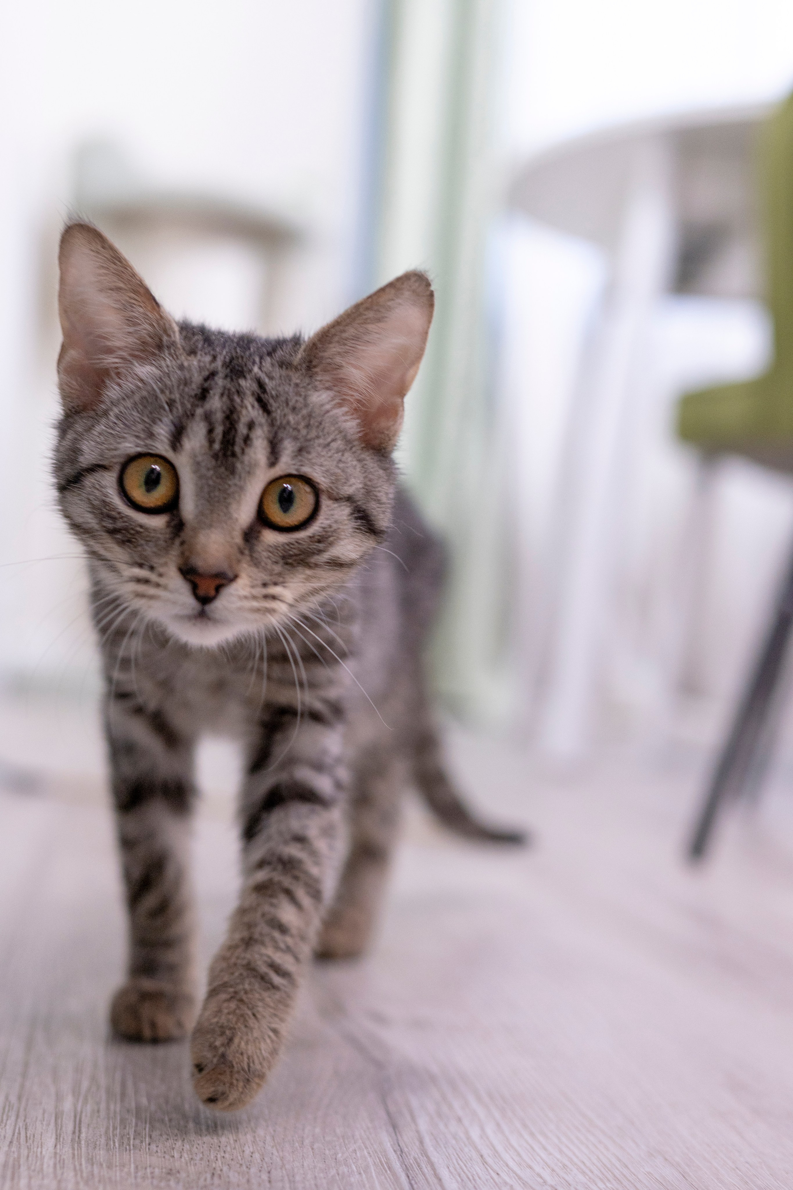 Передержка котиков. Фотограф анималист в Санкт-Петербурге Таша Крейв