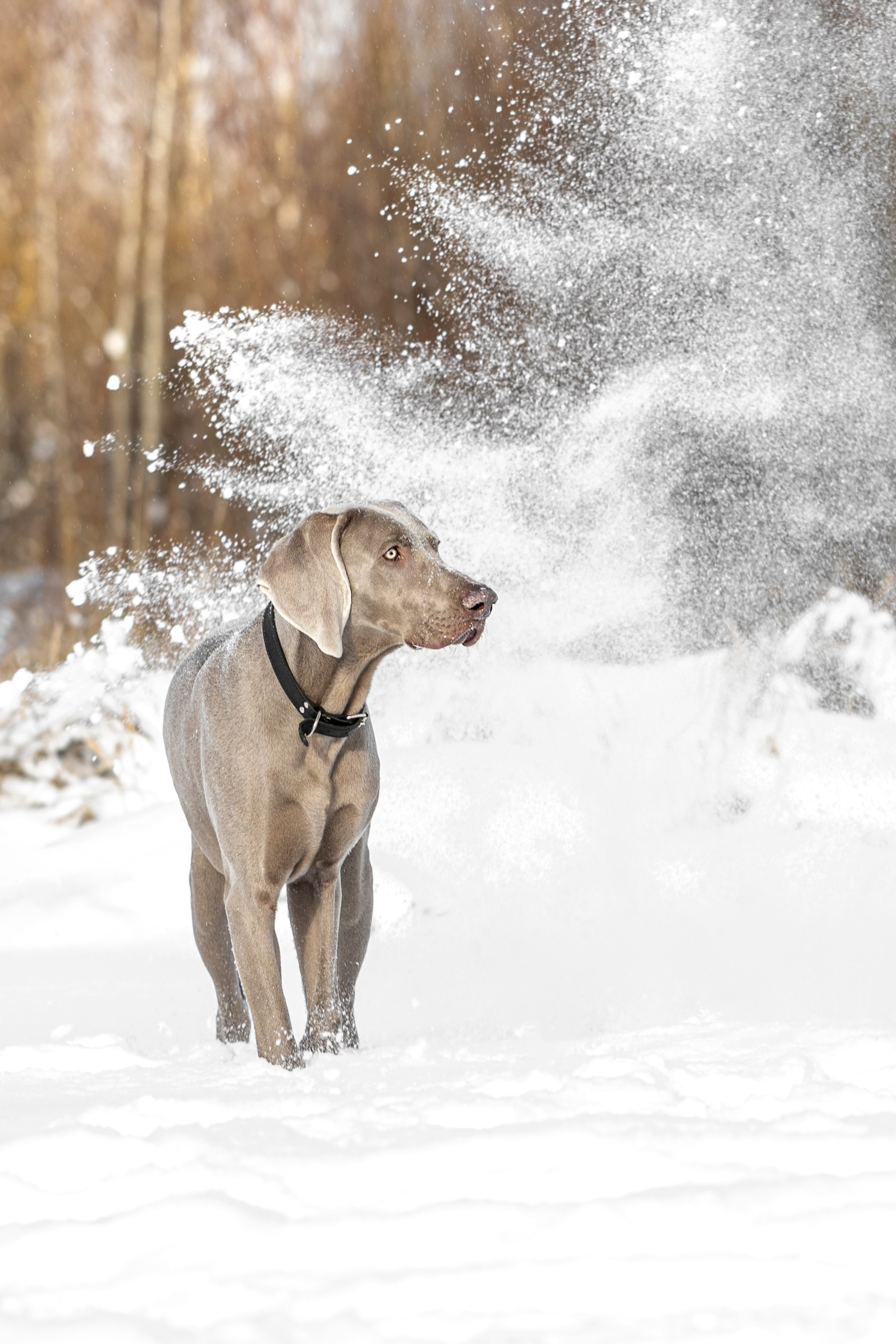 Фотопрогулка с красивой собакой. Фотограф анималист в Санкт-Петербурге Таша Крейв