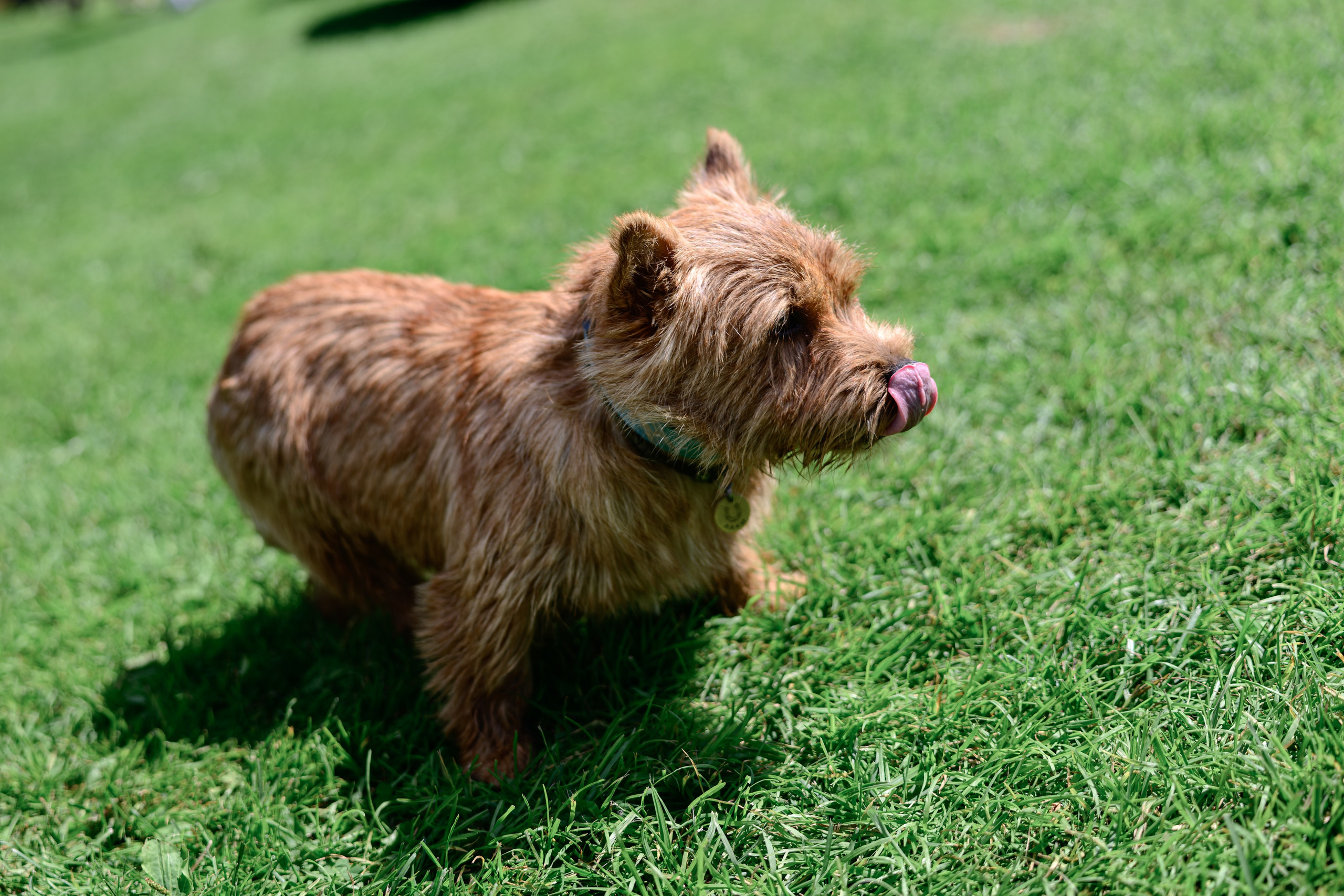 Tuning Open Fest 2025. Авто и мотоспорт — фотограф Антон Медведев iCoguar