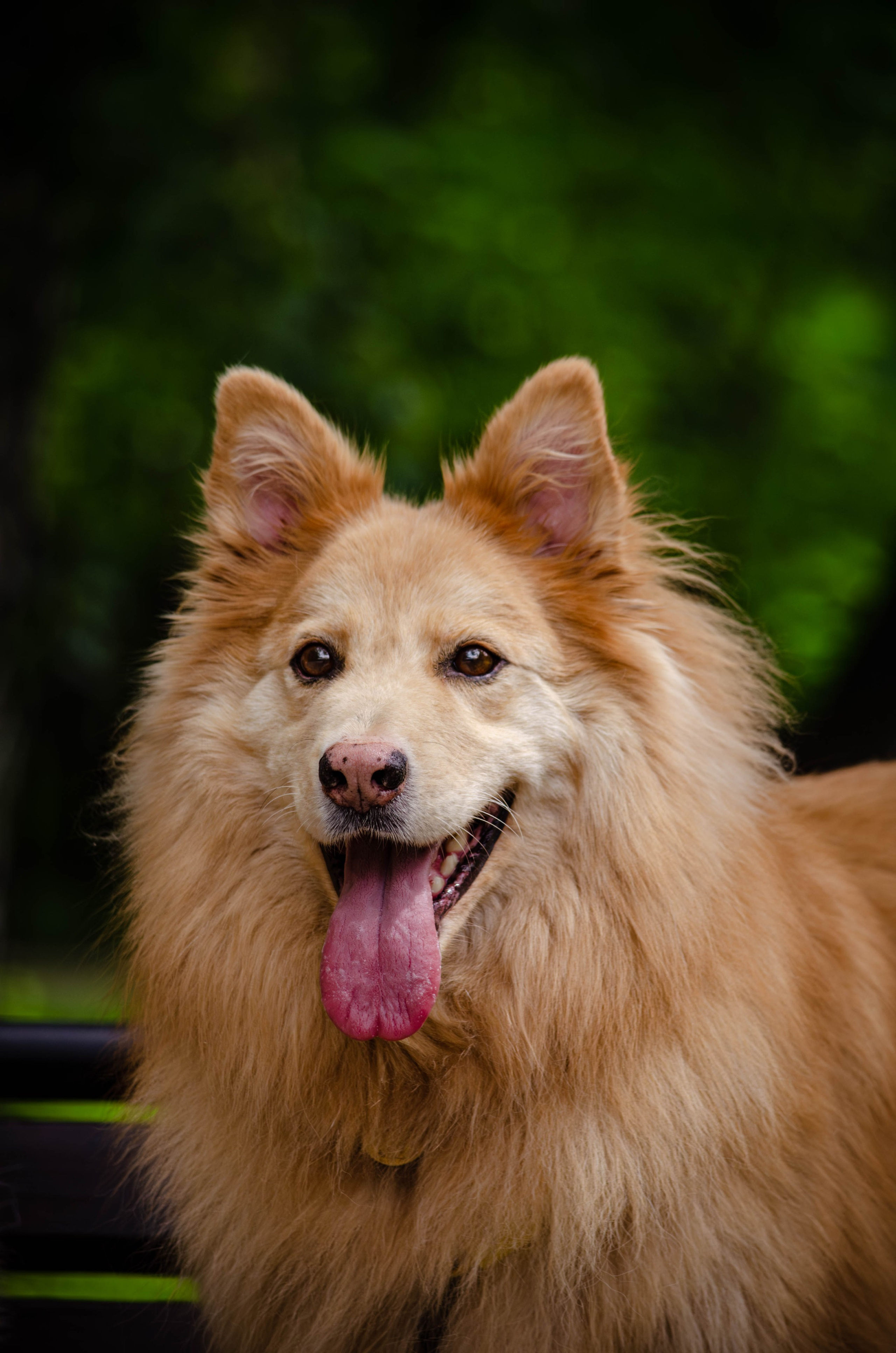 Мира и Чиж. Фотограф Светлана Блинова, Москва и Московская область
